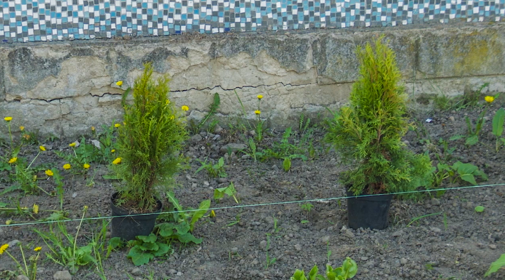 Клин, общество, благоустройство,