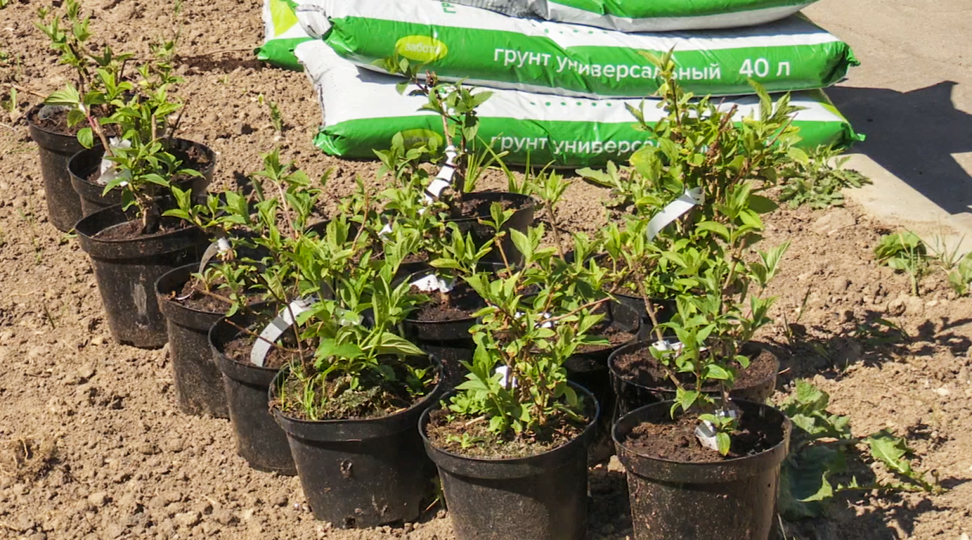 Клин, общество, благоустройство,