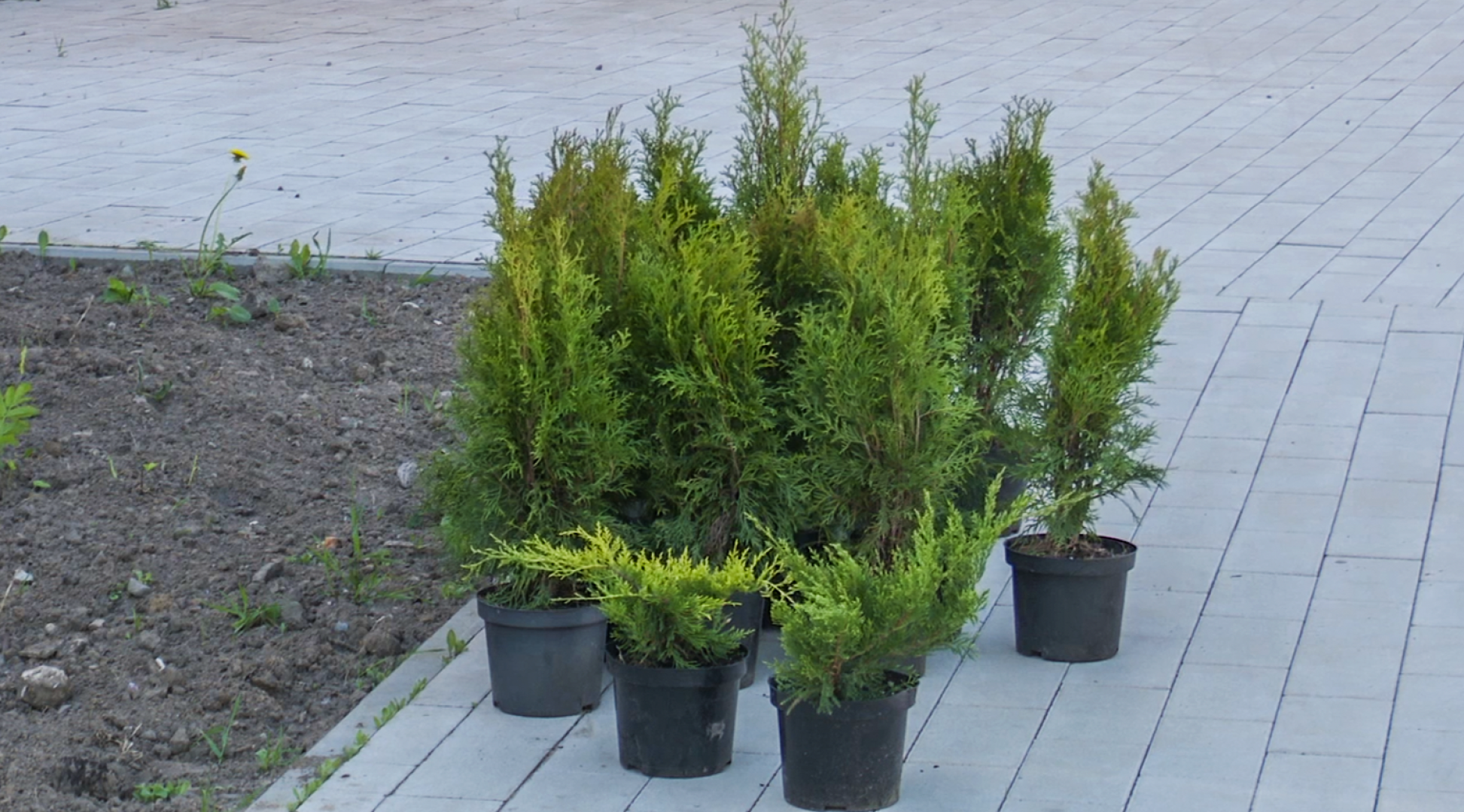 Клин, общество, благоустройство,