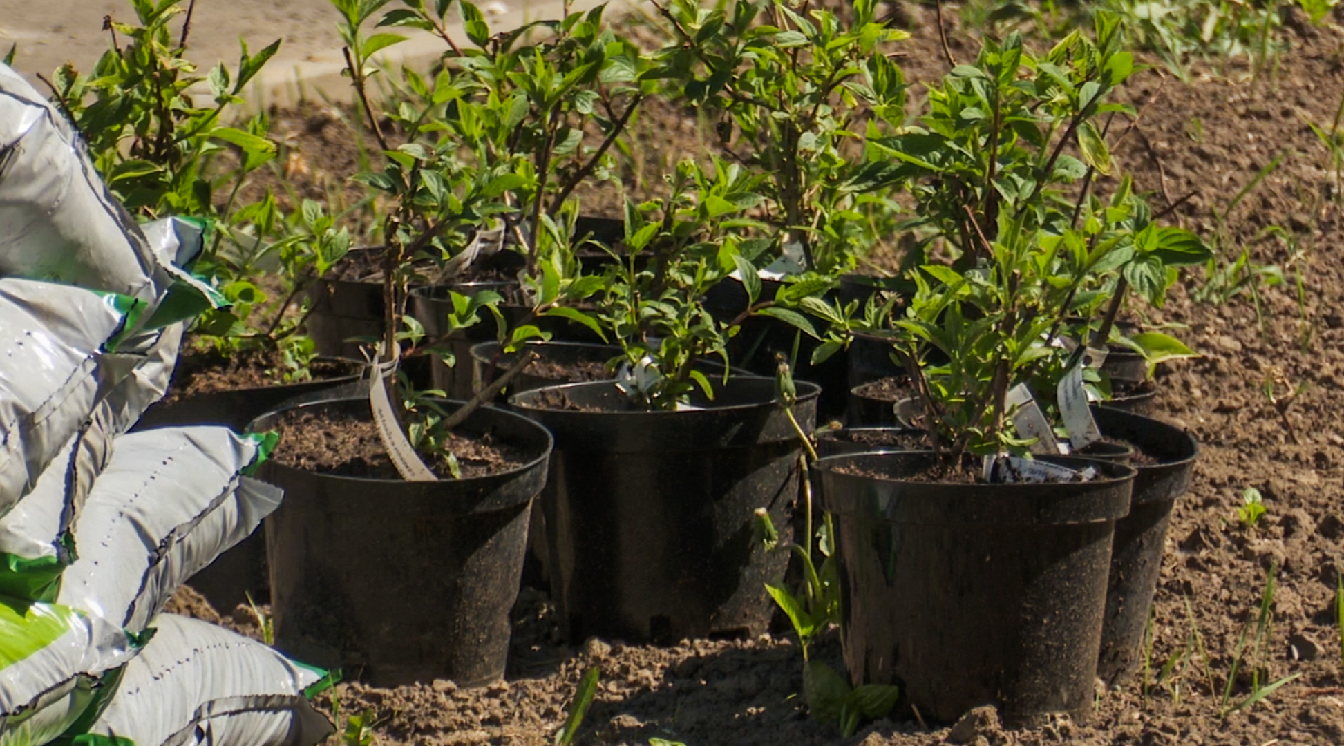 Клин, общество, благоустройство,