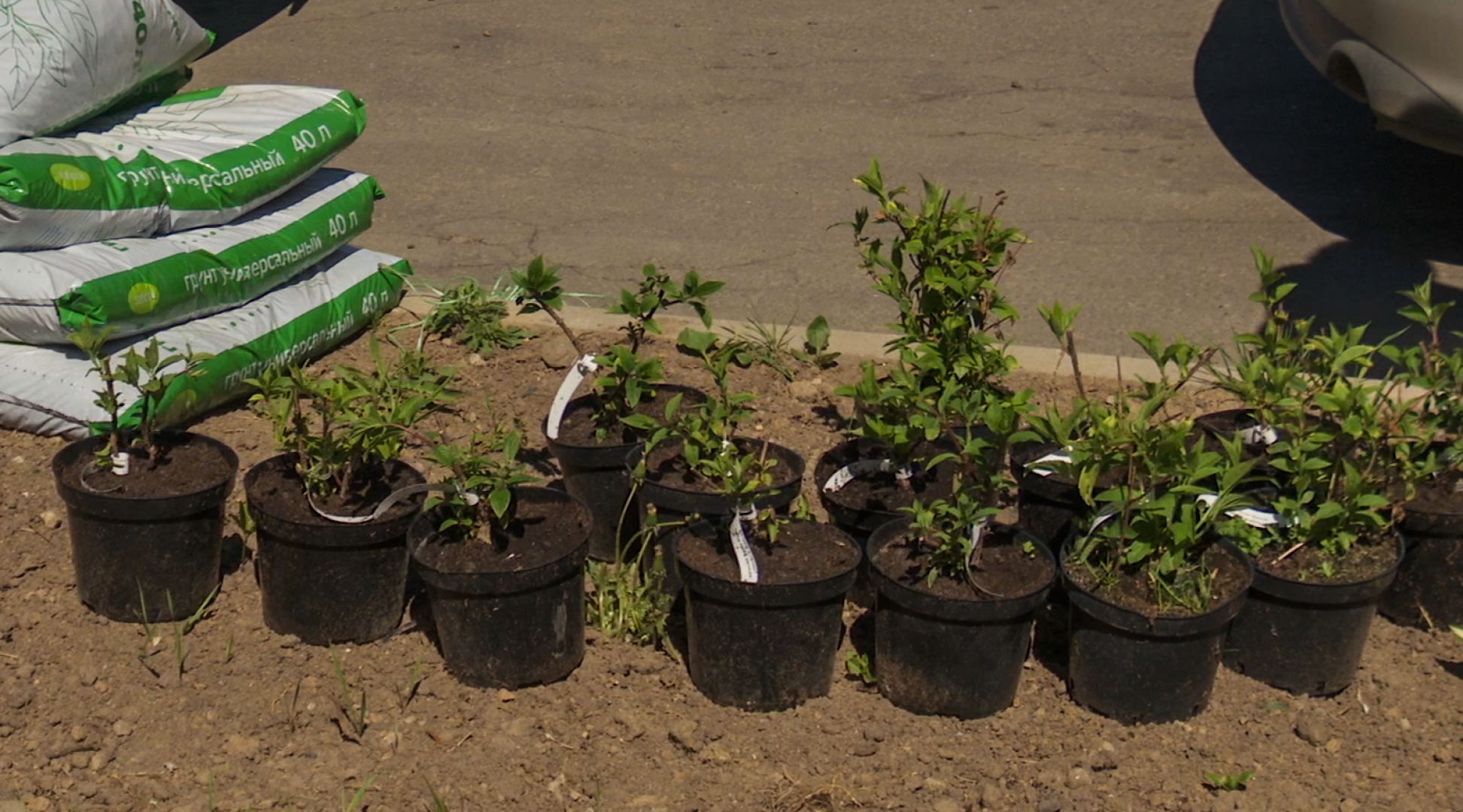 Клин, общество, благоустройство,