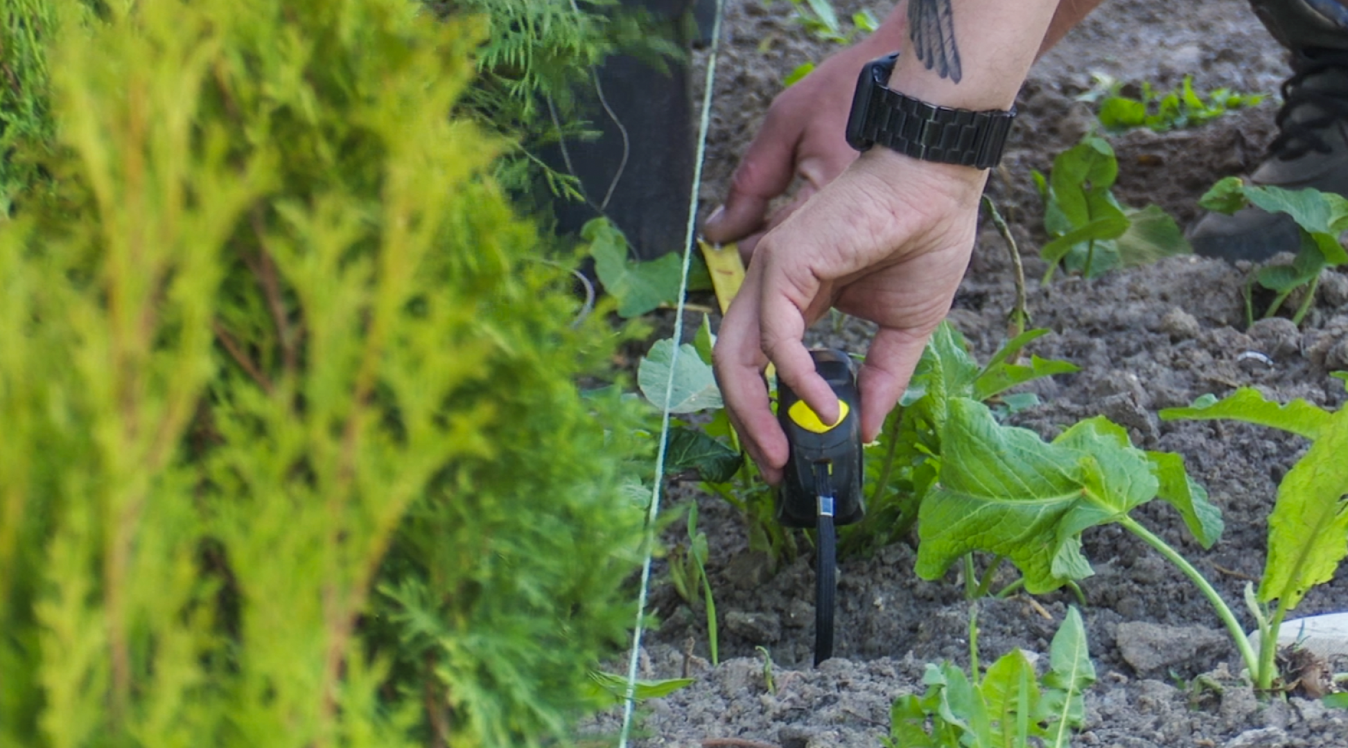 Клин, общество, благоустройство,