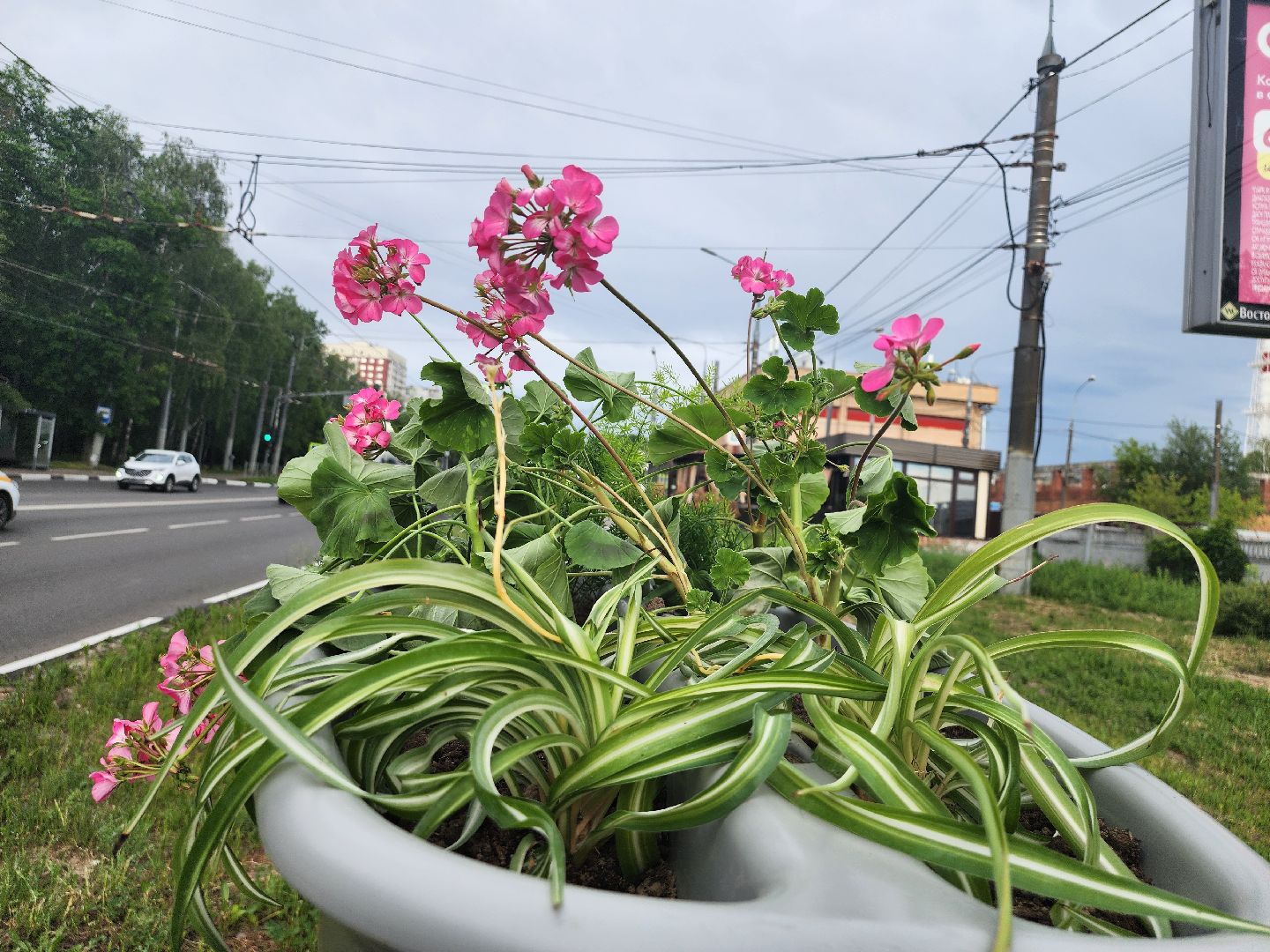 благоустройство, план добрых дел, озеленение, высадка цветов, цветы, озеленение города, ленинский городской округ, видное,