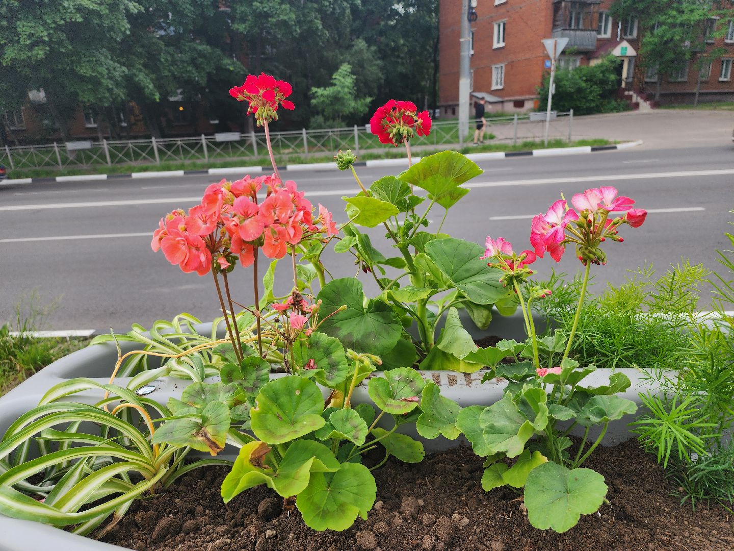 благоустройство, план добрых дел, озеленение, высадка цветов, цветы, озеленение города, ленинский городской округ, видное,