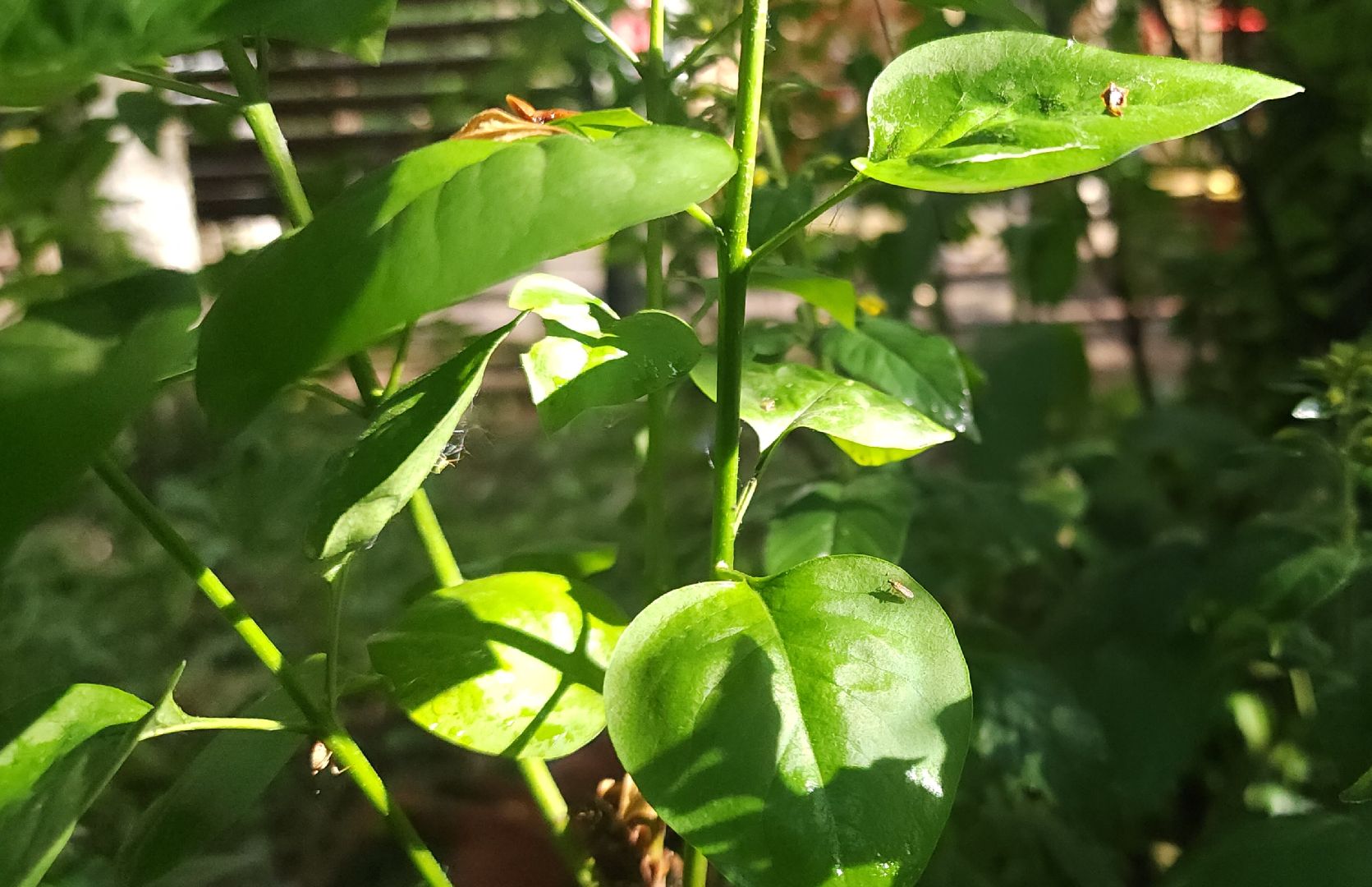 Звенигород, Благоустройство, Дороги,