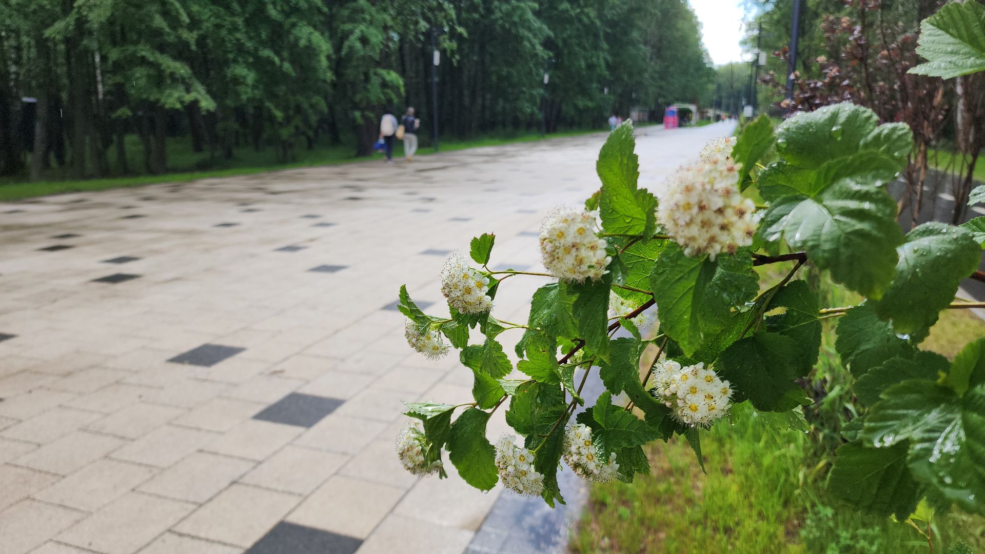 электросталь, благоустройсво, благоустройство 2024, парк, парк Авангард, жители города, администрация,