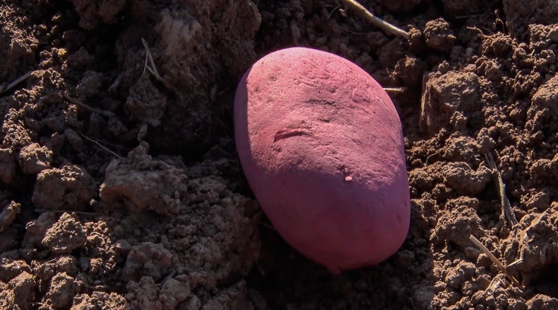 Клин, общество, экономика, сельское хозяйство, картофель,