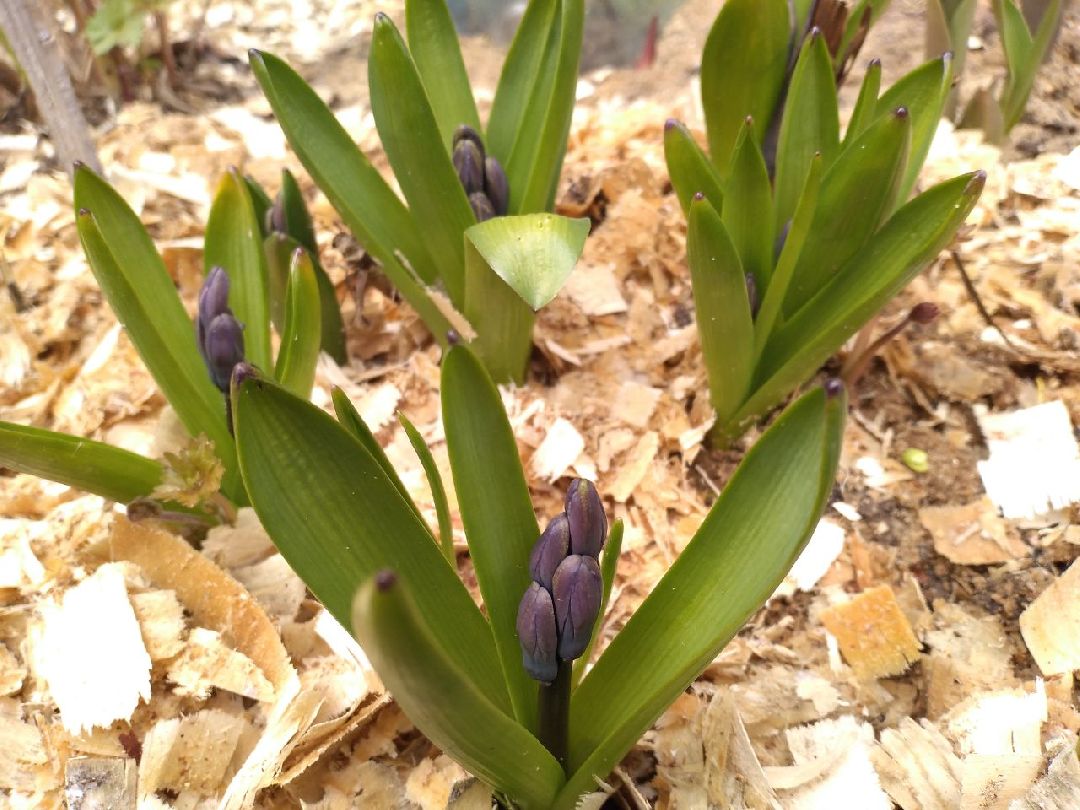 благоустройство, придомовая территория, Лосино-Петровский, перемены