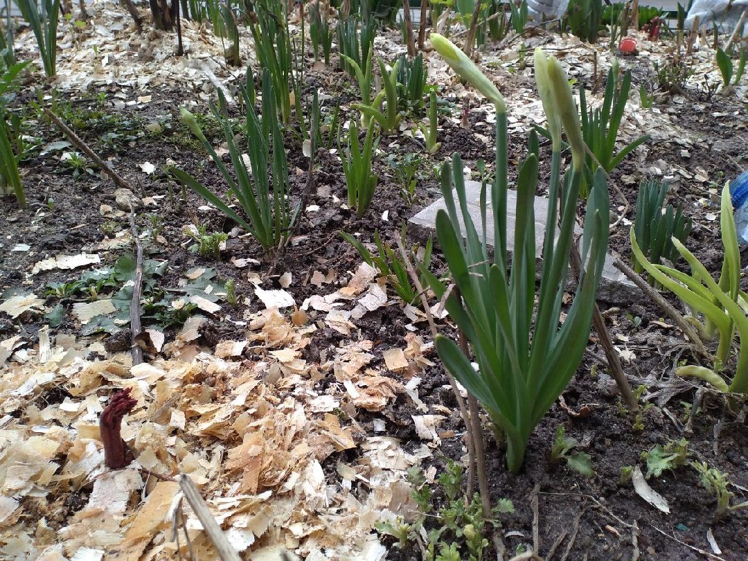 благоустройство, придомовая территория, Лосино-Петровский, перемены