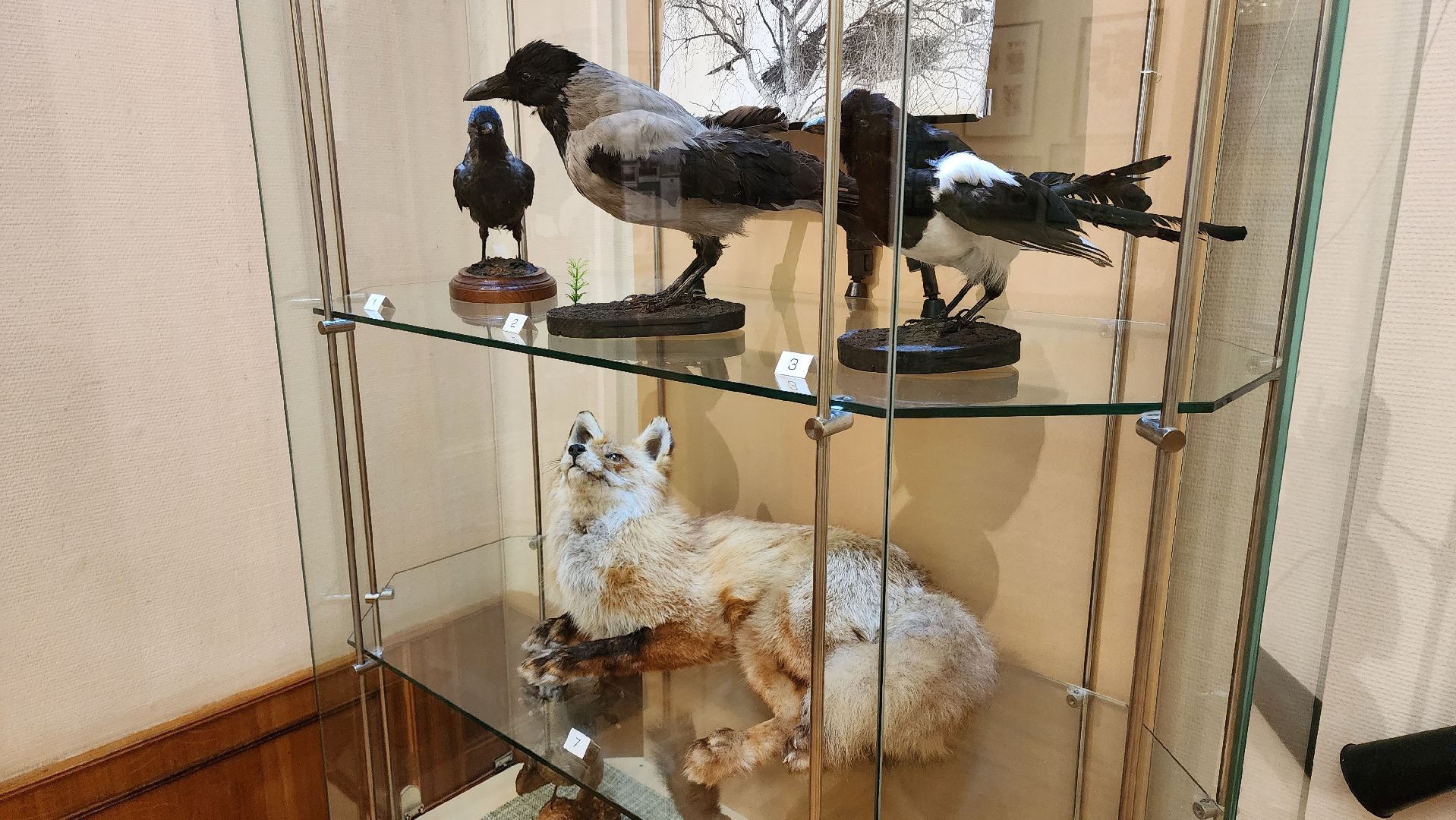 кашира, каширский краеведческий музей, выставка, лесные звери, птицы подмосковья, кабан, ворона, сорока, вальдшнеп,