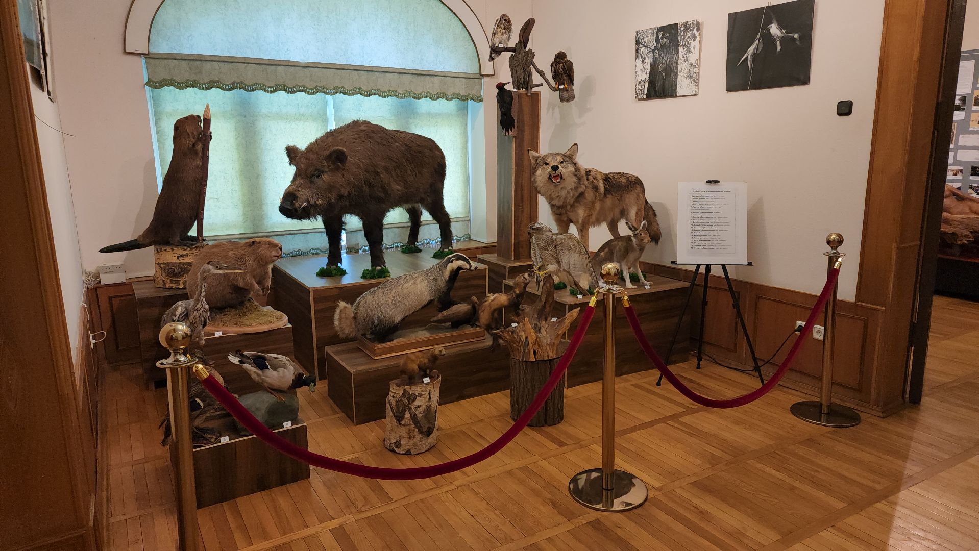 кашира, каширский краеведческий музей, выставка, лесные звери, птицы подмосковья, кабан, ворона, сорока, вальдшнеп,