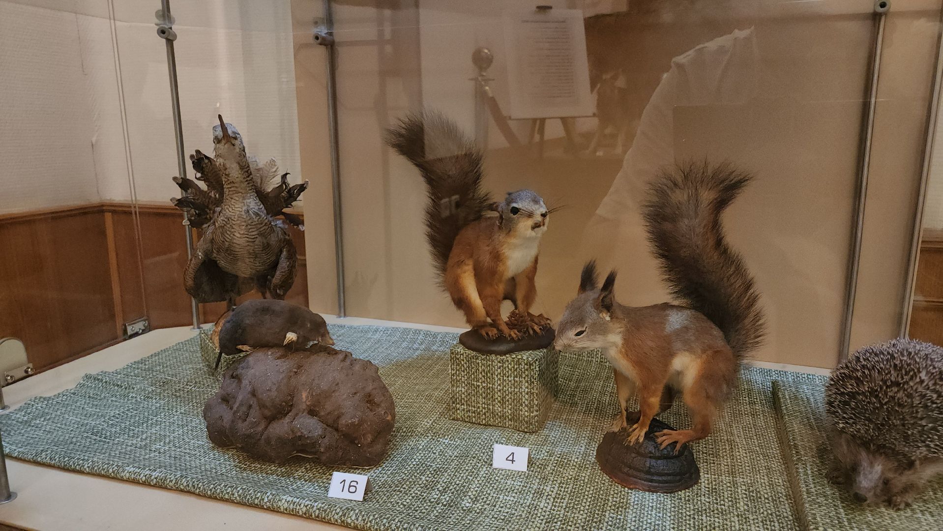 кашира, каширский краеведческий музей, выставка, лесные звери, птицы подмосковья, кабан, ворона, сорока, вальдшнеп,
