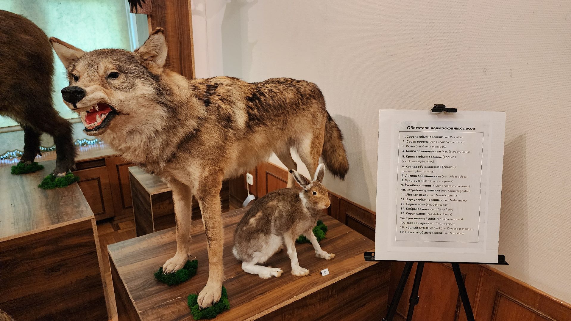 кашира, каширский краеведческий музей, выставка, лесные звери, птицы подмосковья, кабан, ворона, сорока, вальдшнеп,