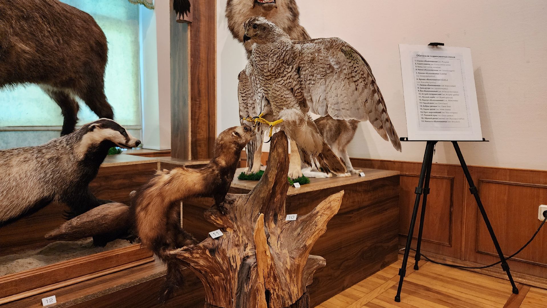 кашира, каширский краеведческий музей, выставка, лесные звери, птицы подмосковья, кабан, ворона, сорока, вальдшнеп,