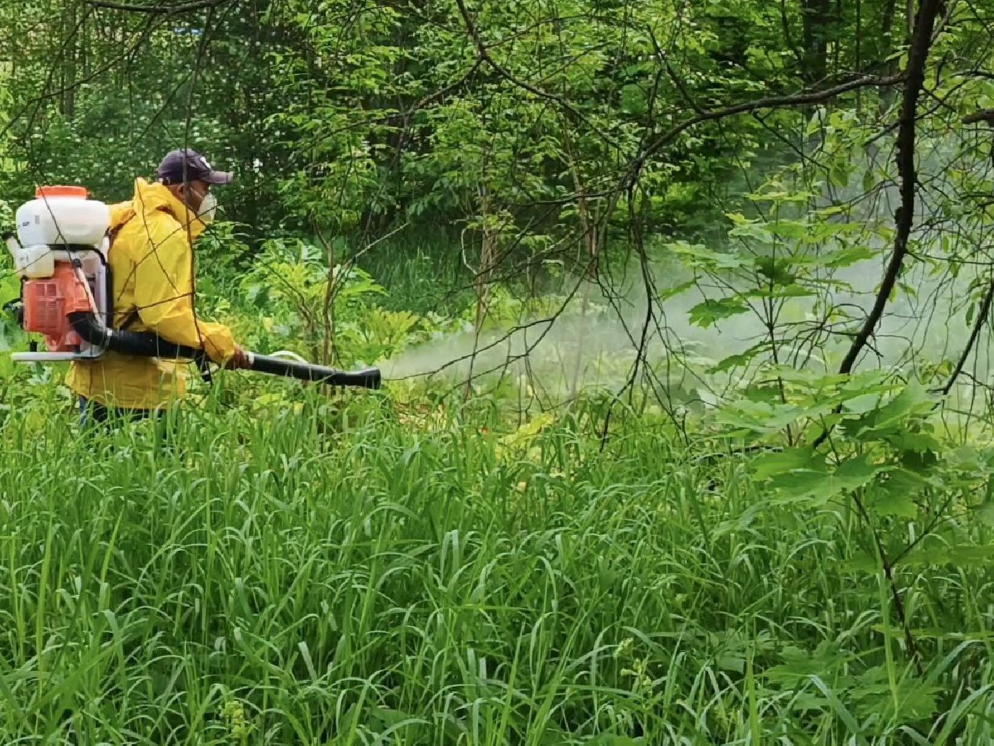 Солнечногорск, борщевик сосновского, борьба с борщевиком, поварово, Жители,