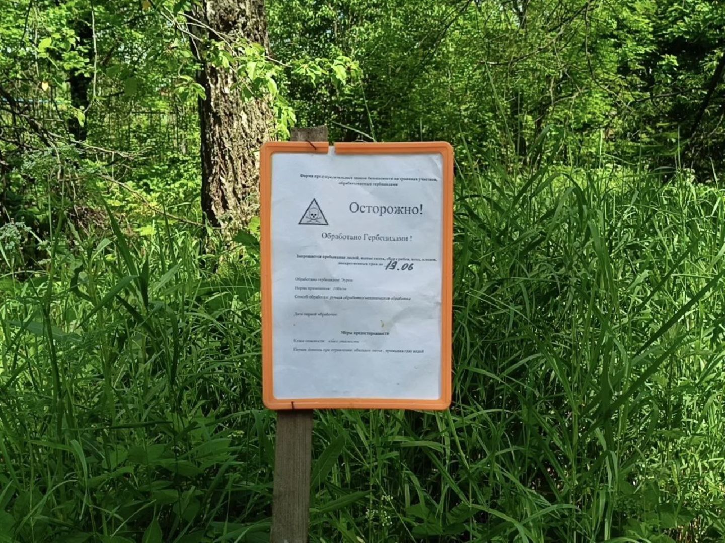 Солнечногорск, борщевик сосновского, борьба с борщевиком, поварово, Жители,