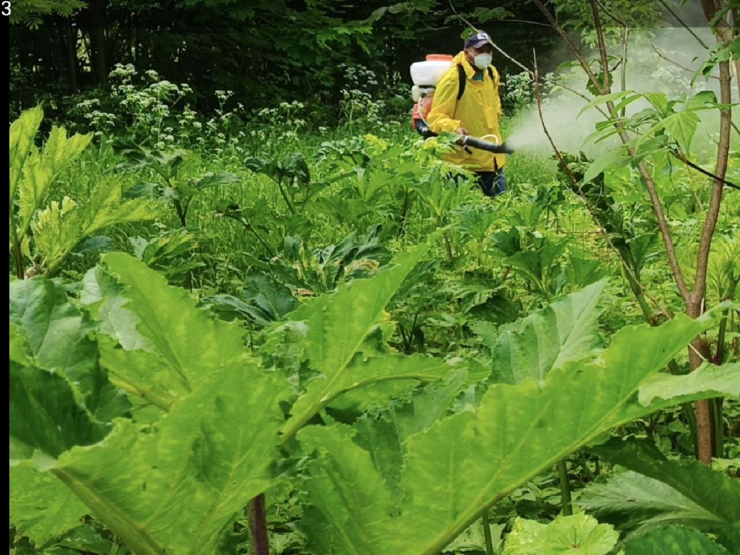 Солнечногорск, борщевик сосновского, борьба с борщевиком, поварово, Жители,
