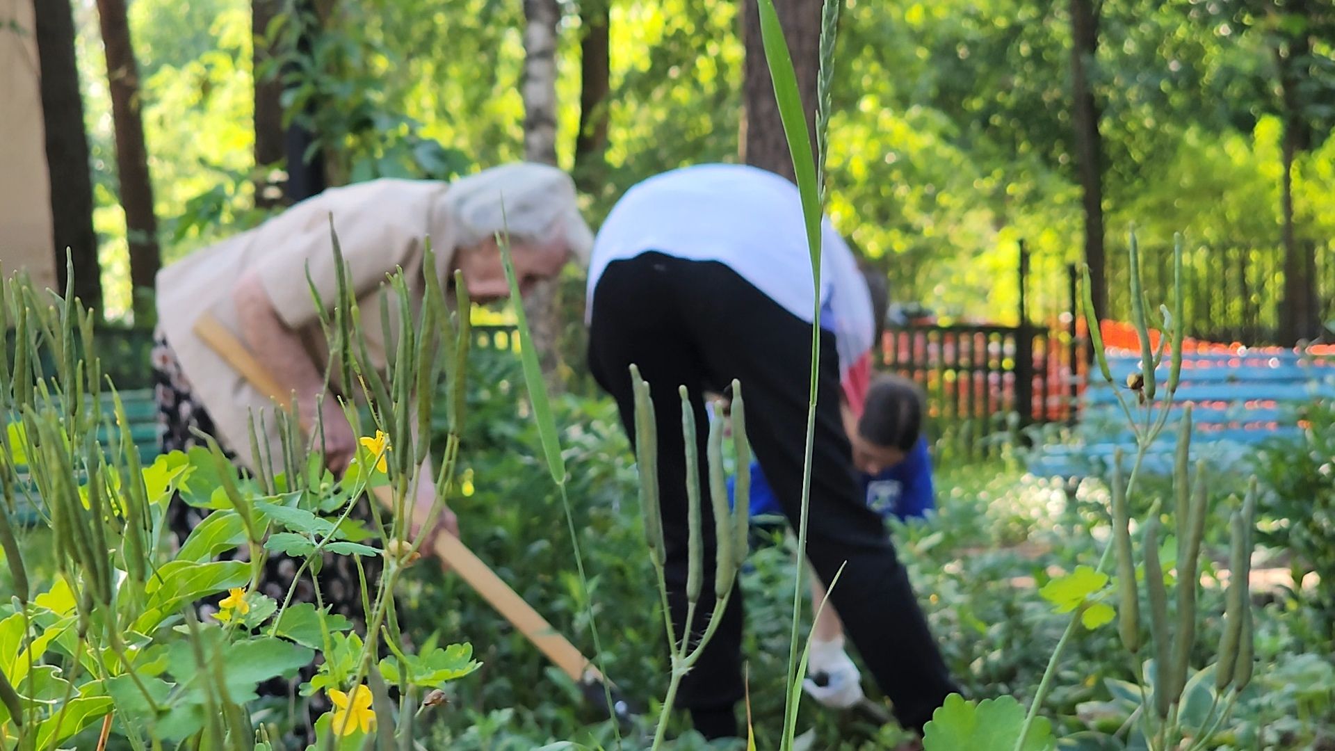 Дубна, Ветераны, Помощь, Волонтеры Подмосковья,