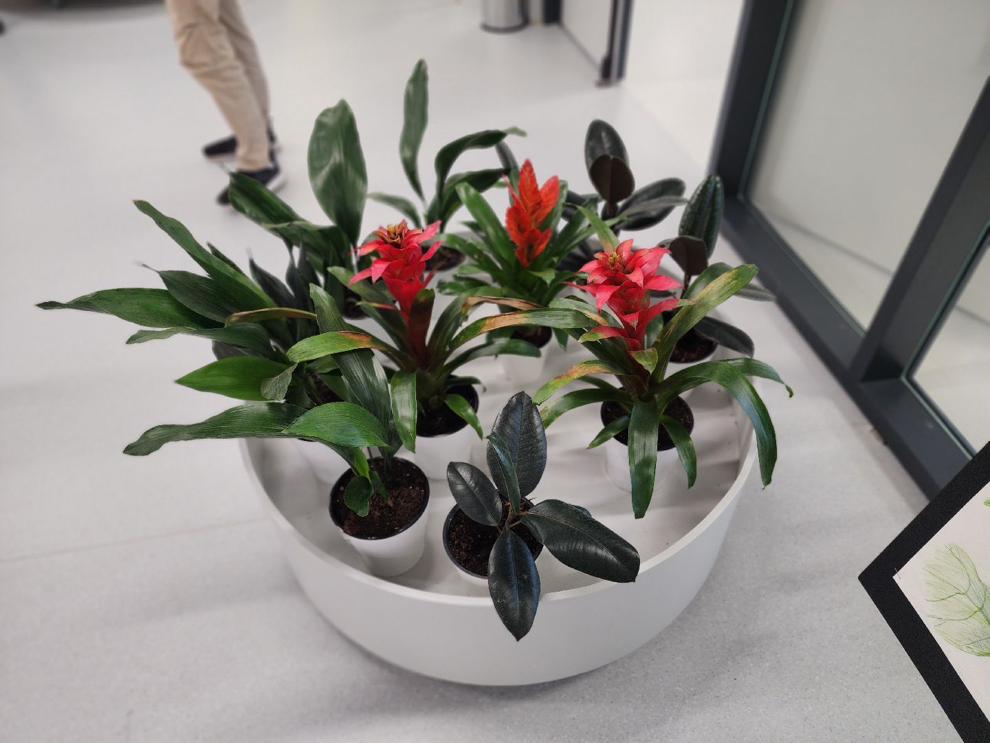 Технопарк, физтех-лицей, долгопрудный, ботаническое искусство, сайенс арт, керамика, живопись, ботаника,