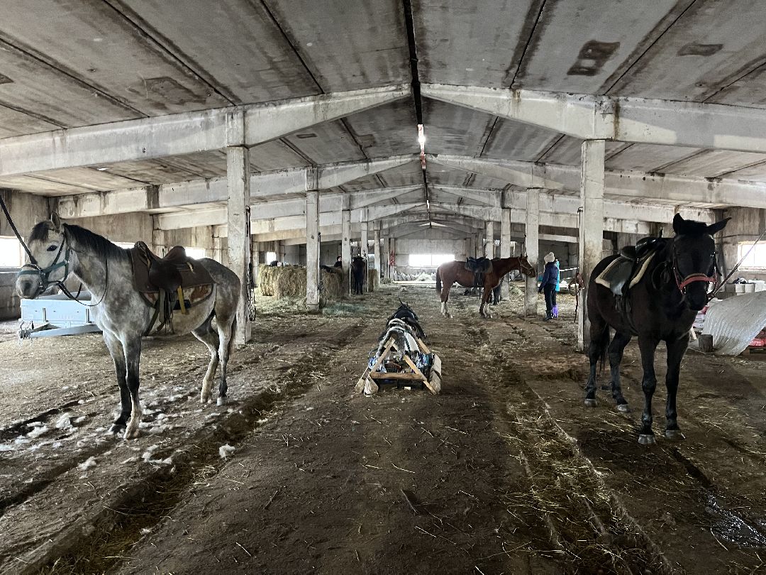 Шаховская, лошади, кони, стрельба из лука