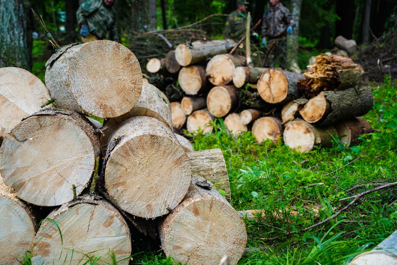 Чистый лес, экоакция, Большая Шатура, экология,