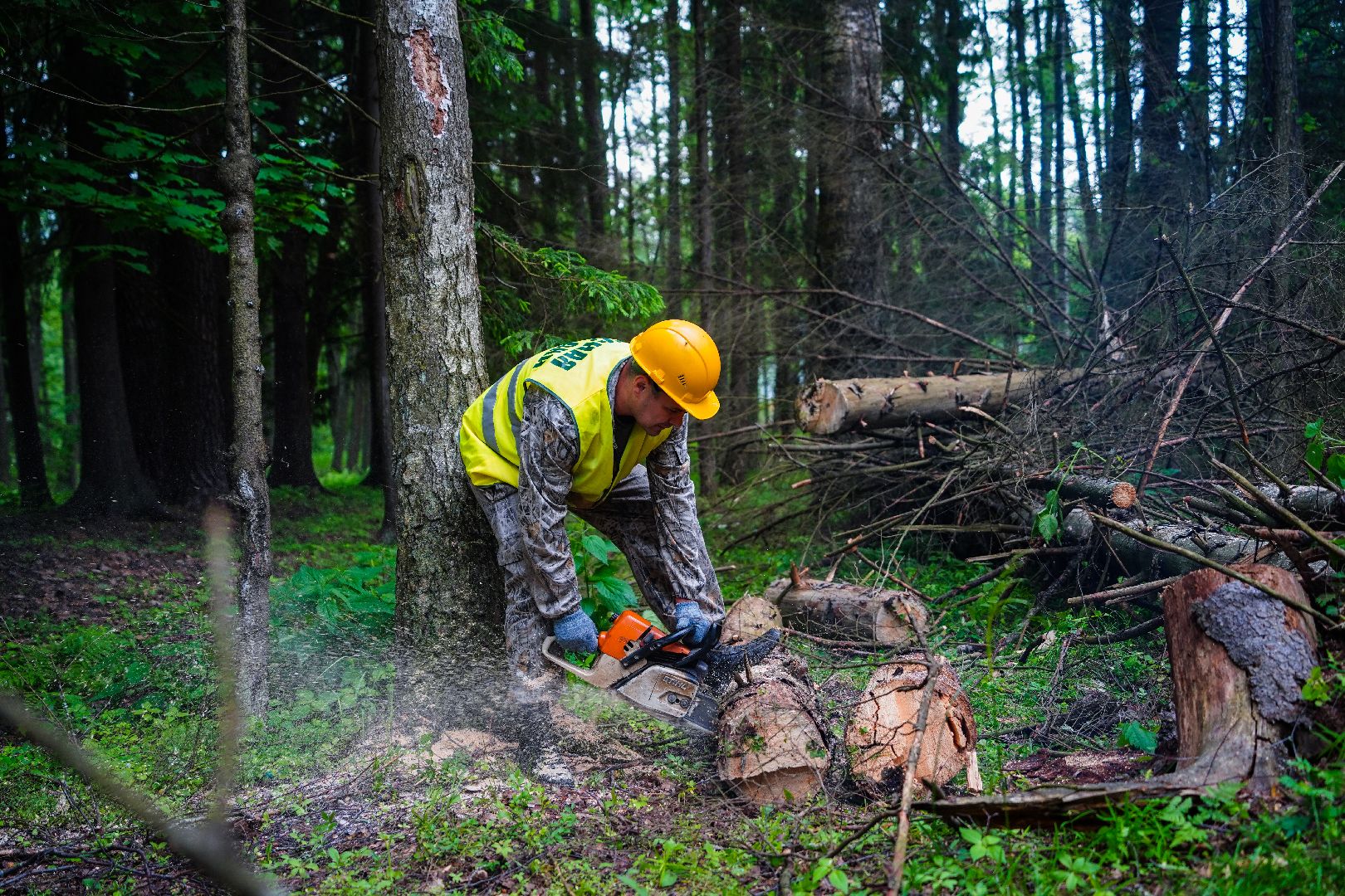 Чистый лес, экоакция, Большая Шатура, экология,