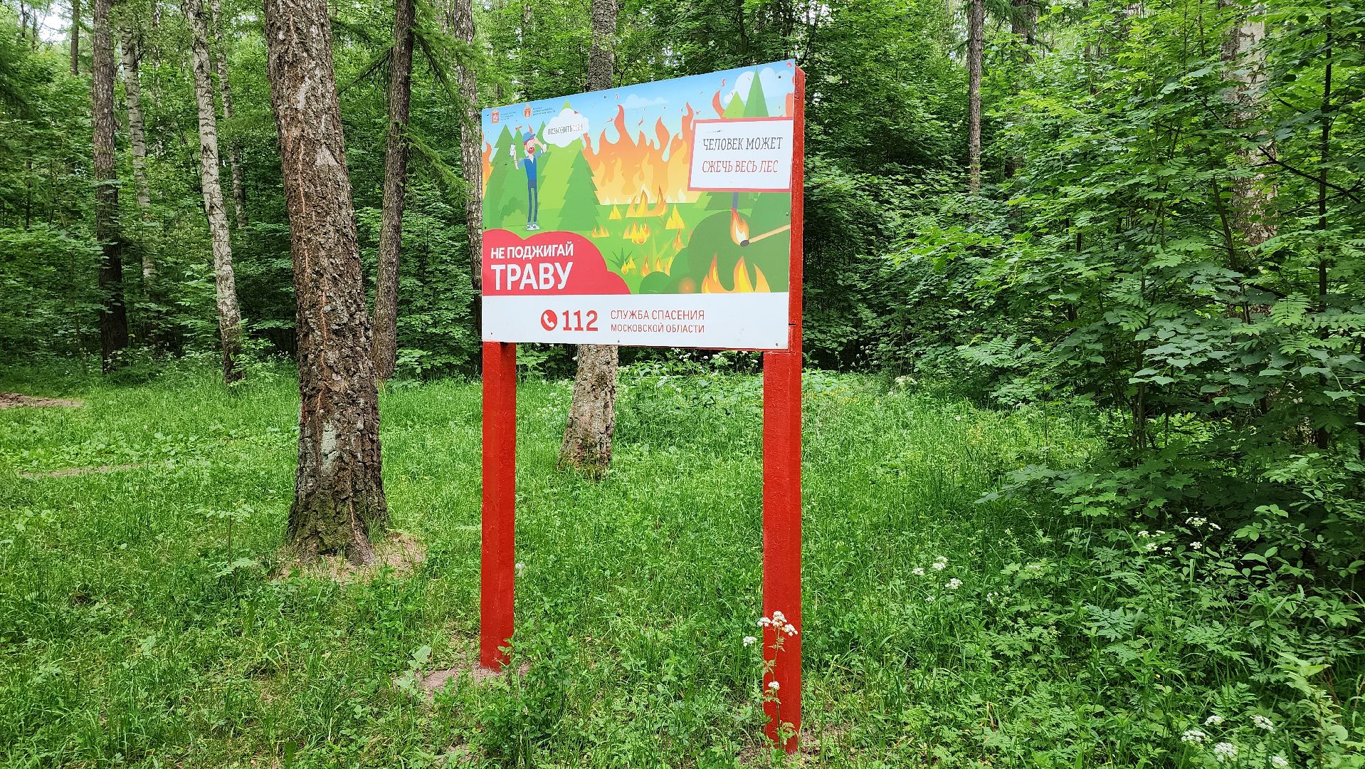 кашира, комлесхоз, центрлесхоз, зона для пикника, березовая роща, беседка, мангал,