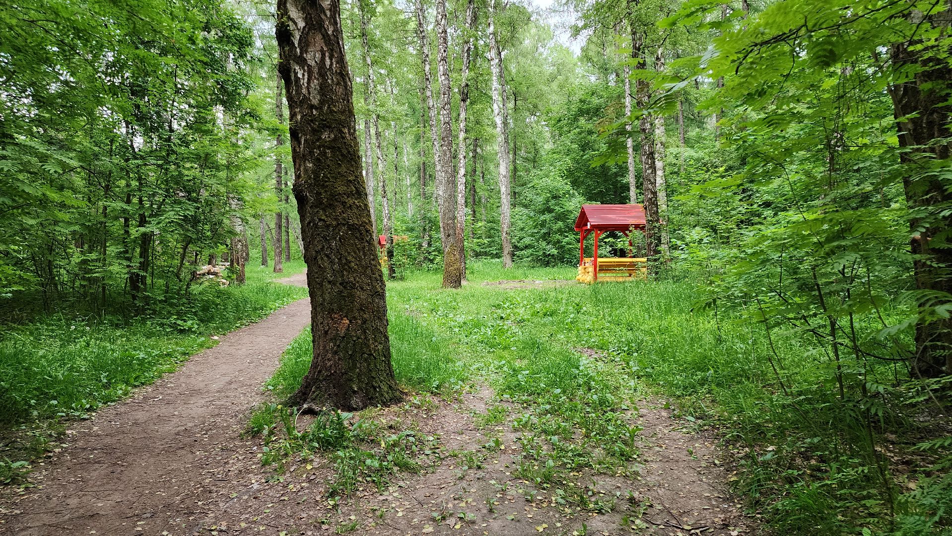 кашира, комлесхоз, центрлесхоз, зона для пикника, березовая роща, беседка, мангал,