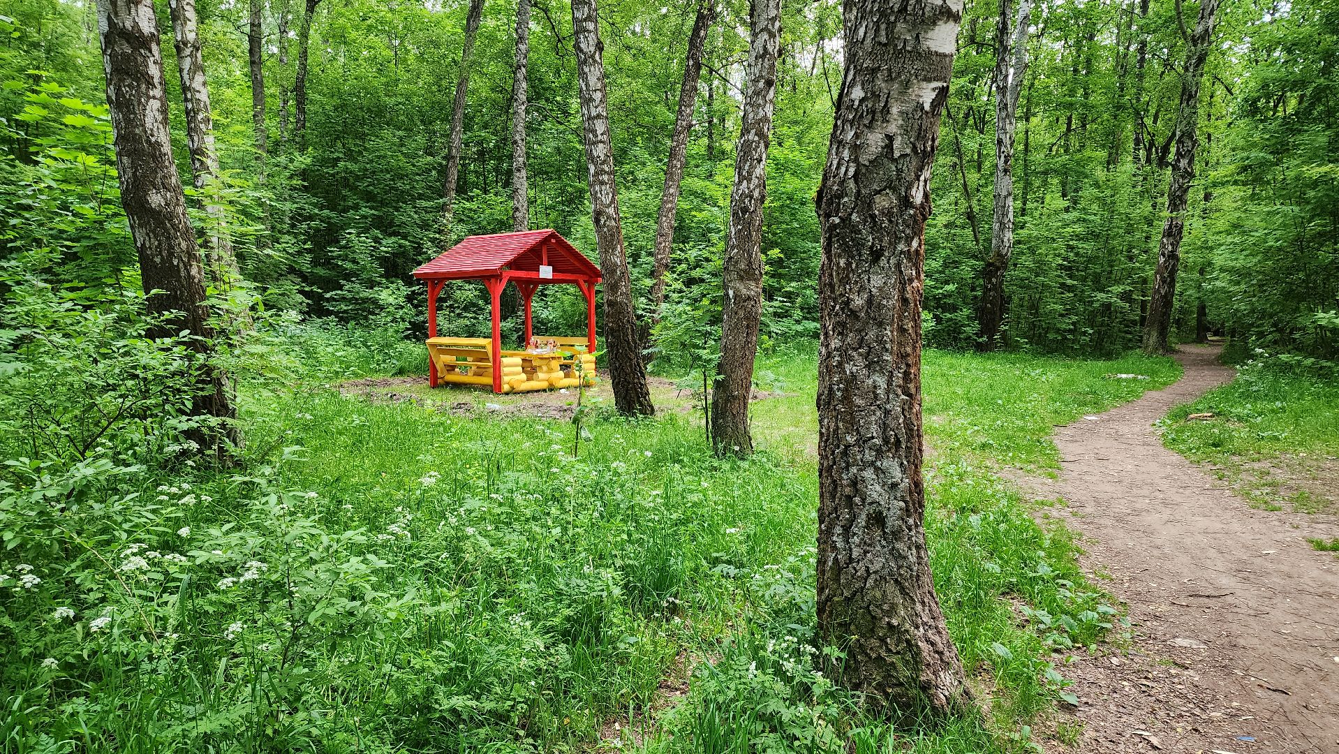 кашира, комлесхоз, центрлесхоз, зона для пикника, березовая роща, беседка, мангал,