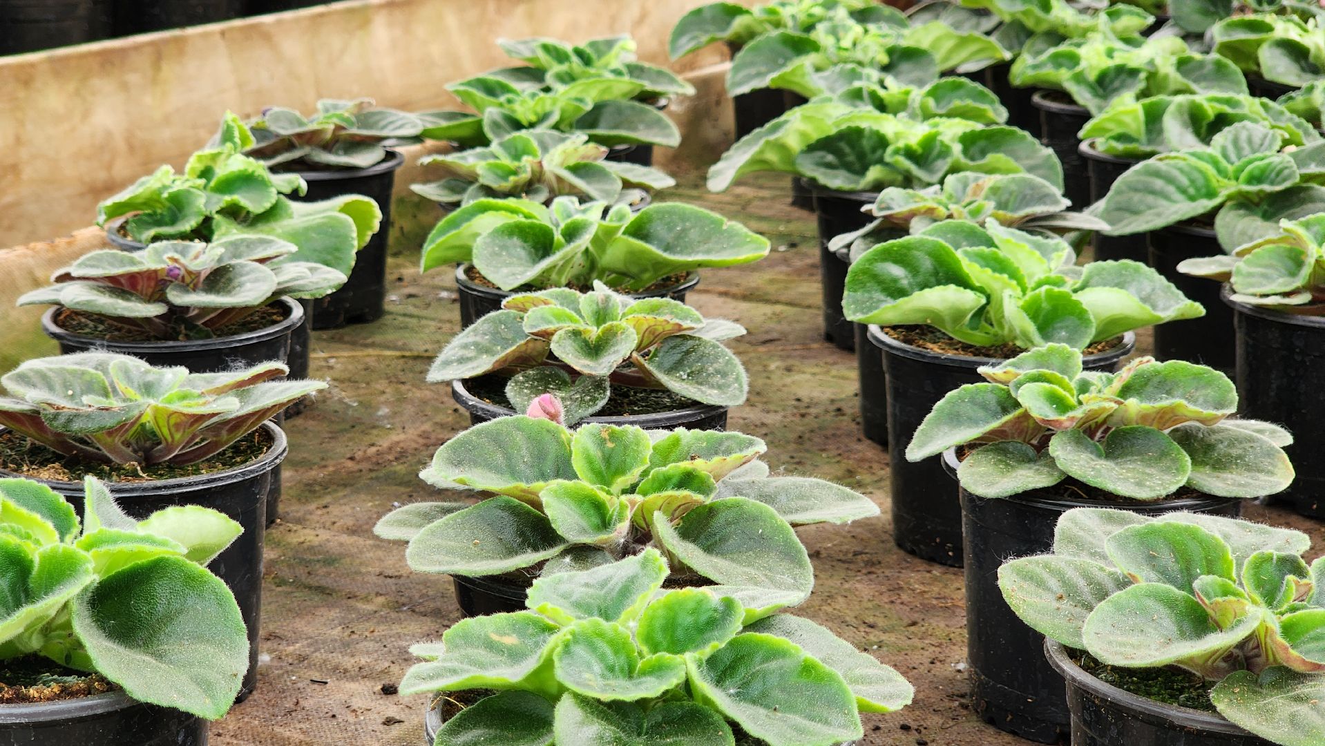 производство, тепличный комбинат, 100 процентов Подмосковье,