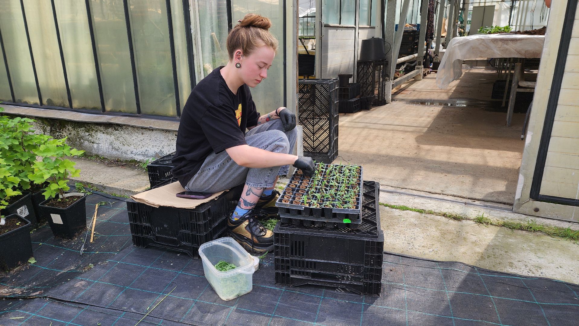 производство, тепличный комбинат, 100 процентов Подмосковье,