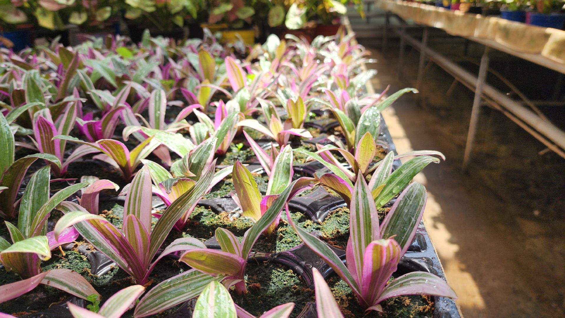 производство, тепличный комбинат, 100 процентов Подмосковье,