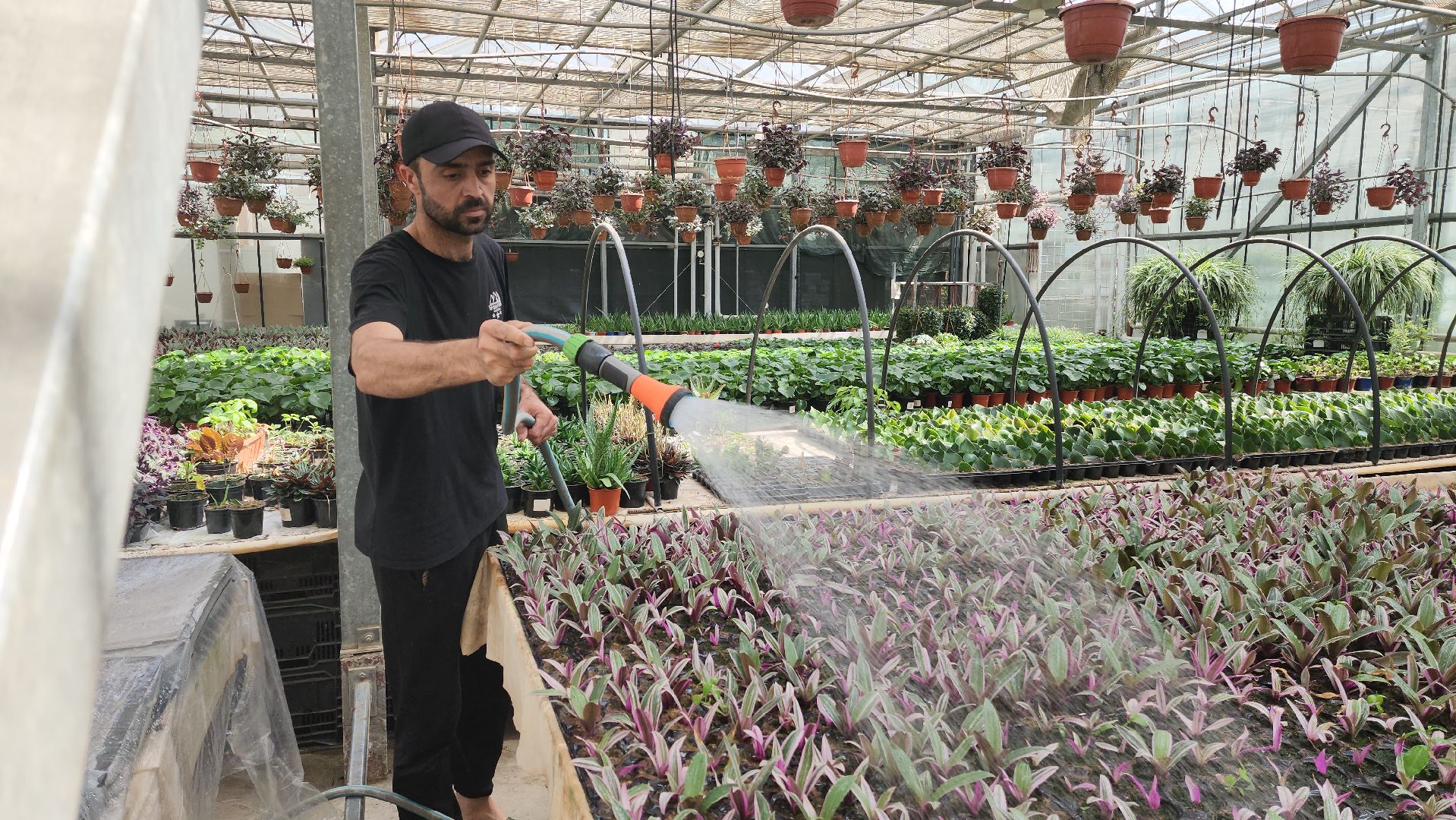 производство, тепличный комбинат, 100 процентов Подмосковье,