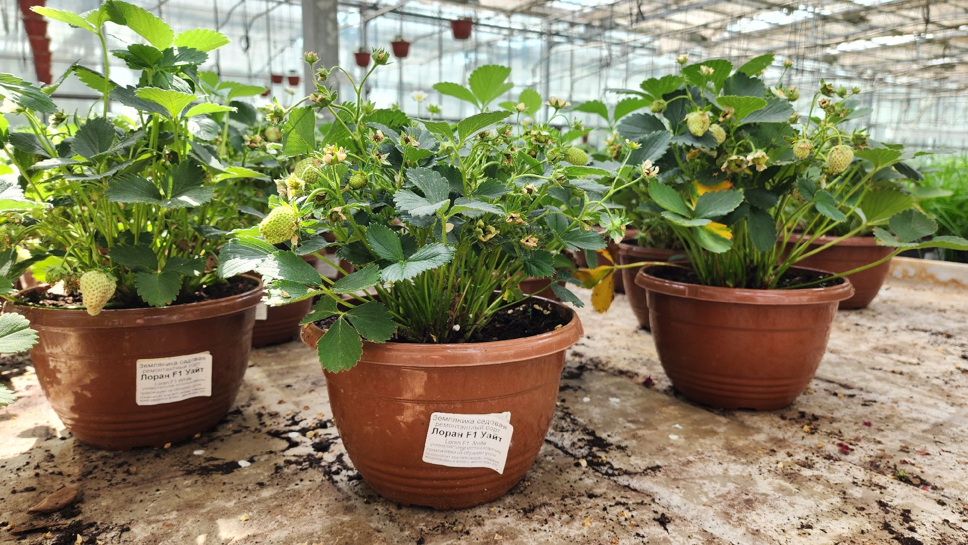 производство, тепличный комбинат, 100 процентов Подмосковье,