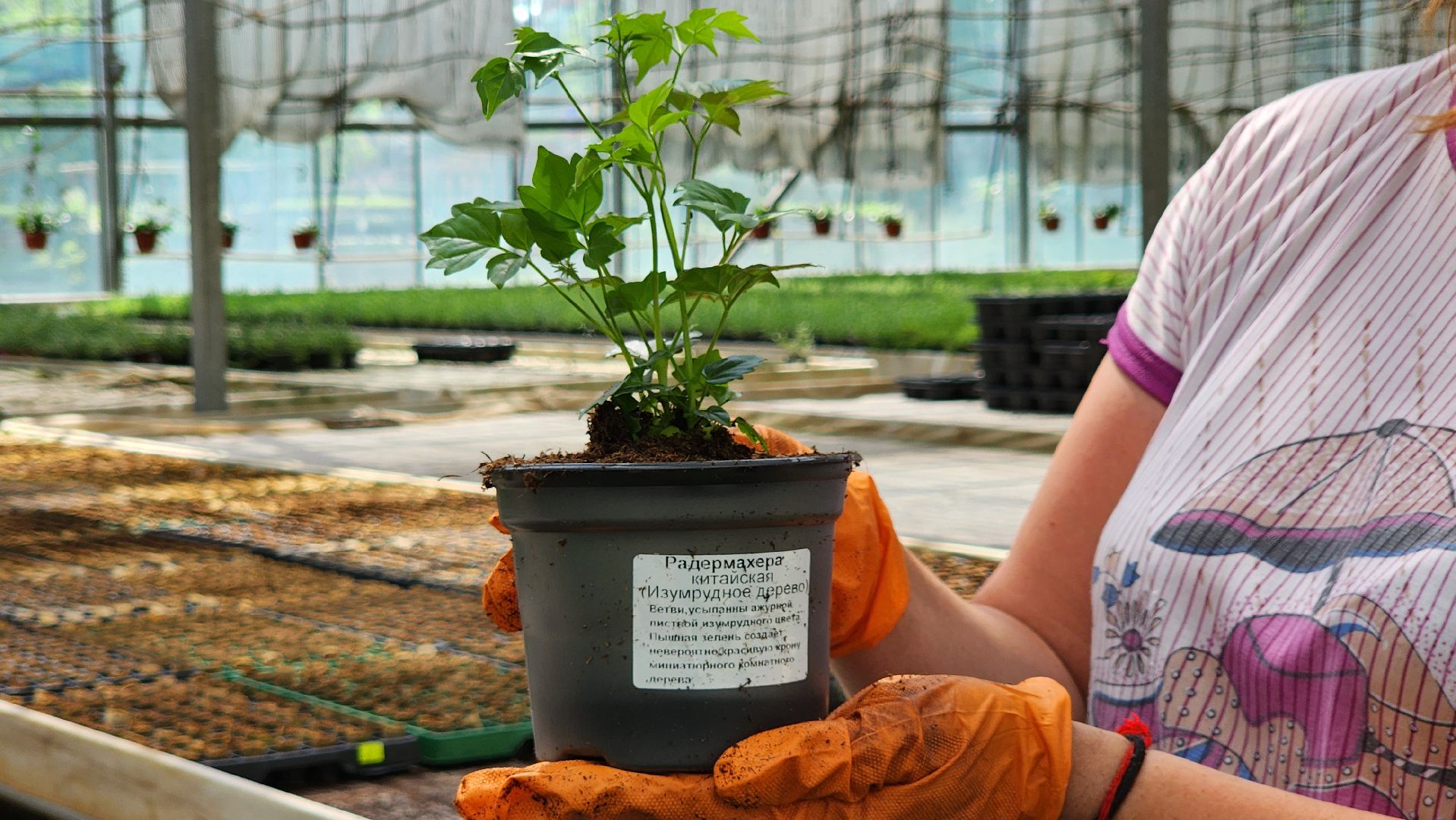 производство, тепличный комбинат, 100 процентов Подмосковье,