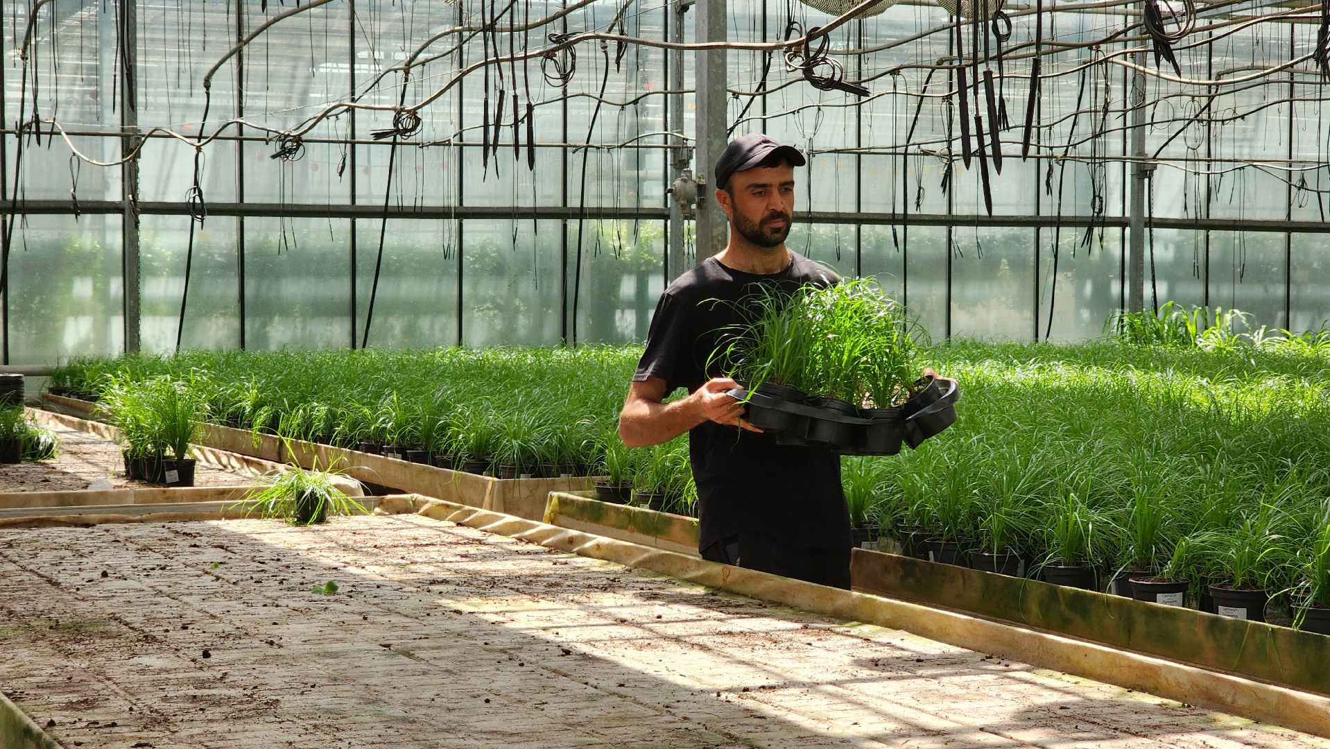 производство, тепличный комбинат, 100 процентов Подмосковье,