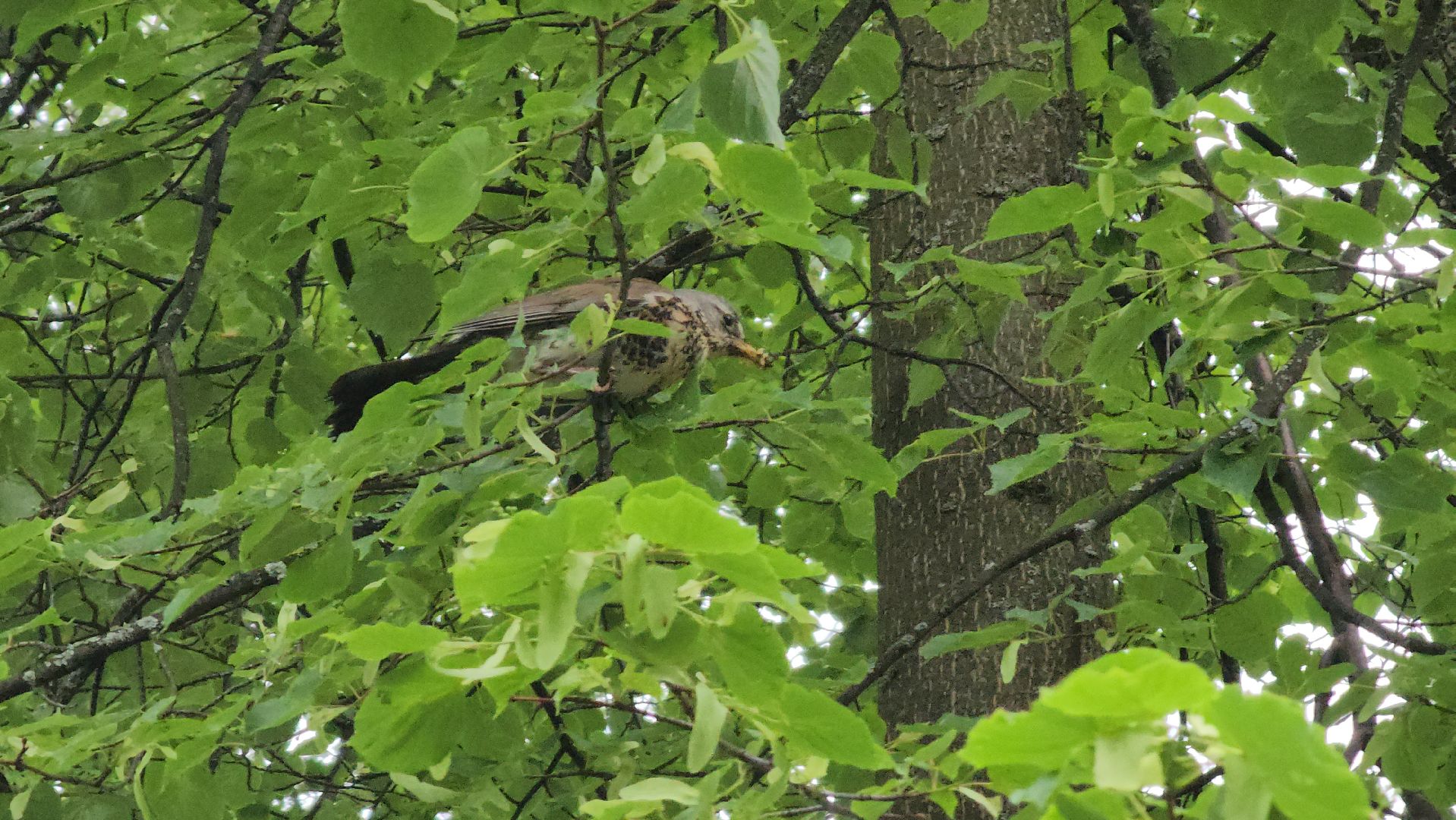 ступино, парки подмосковья, природа подмосковья,