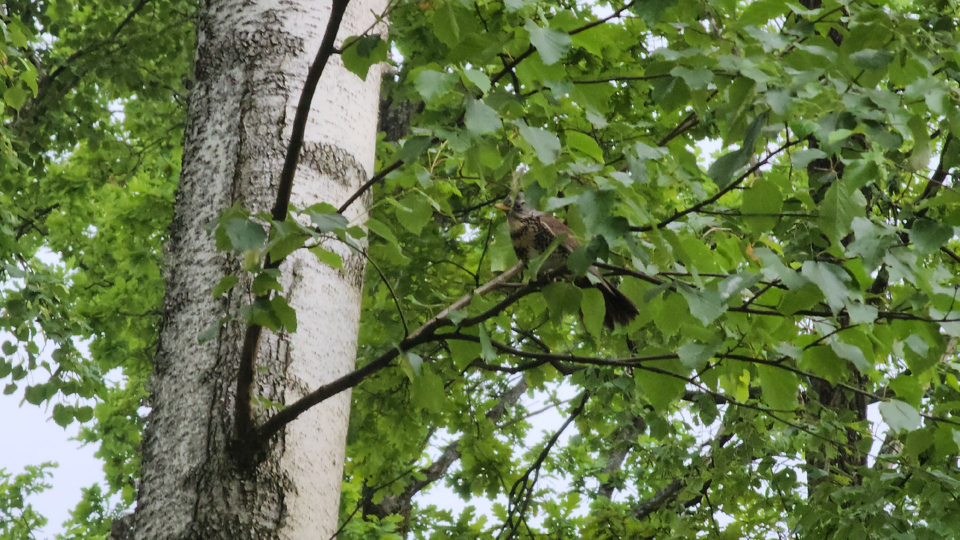 ступино, парки подмосковья, природа подмосковья,