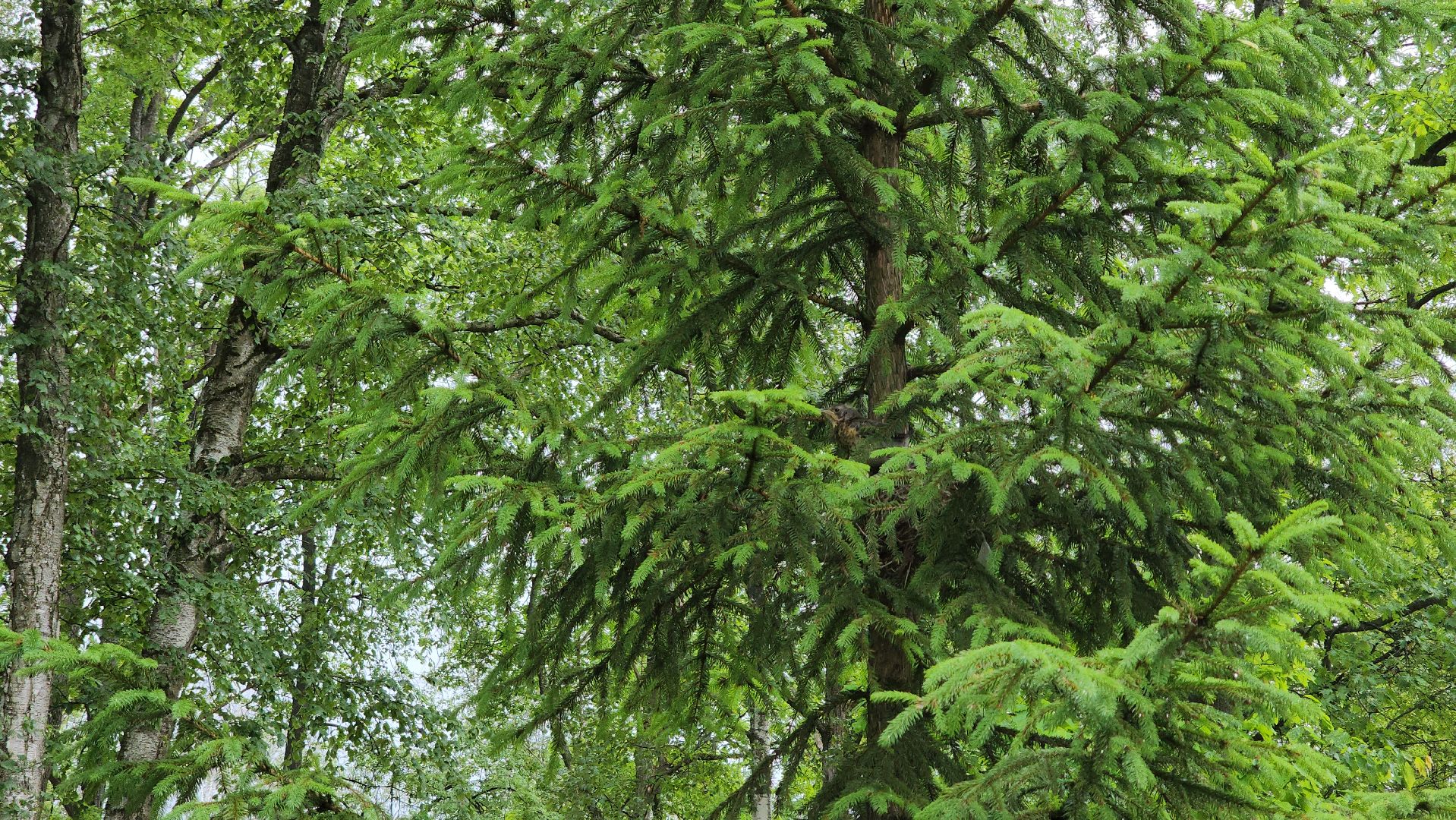 ступино, парки подмосковья, природа подмосковья,