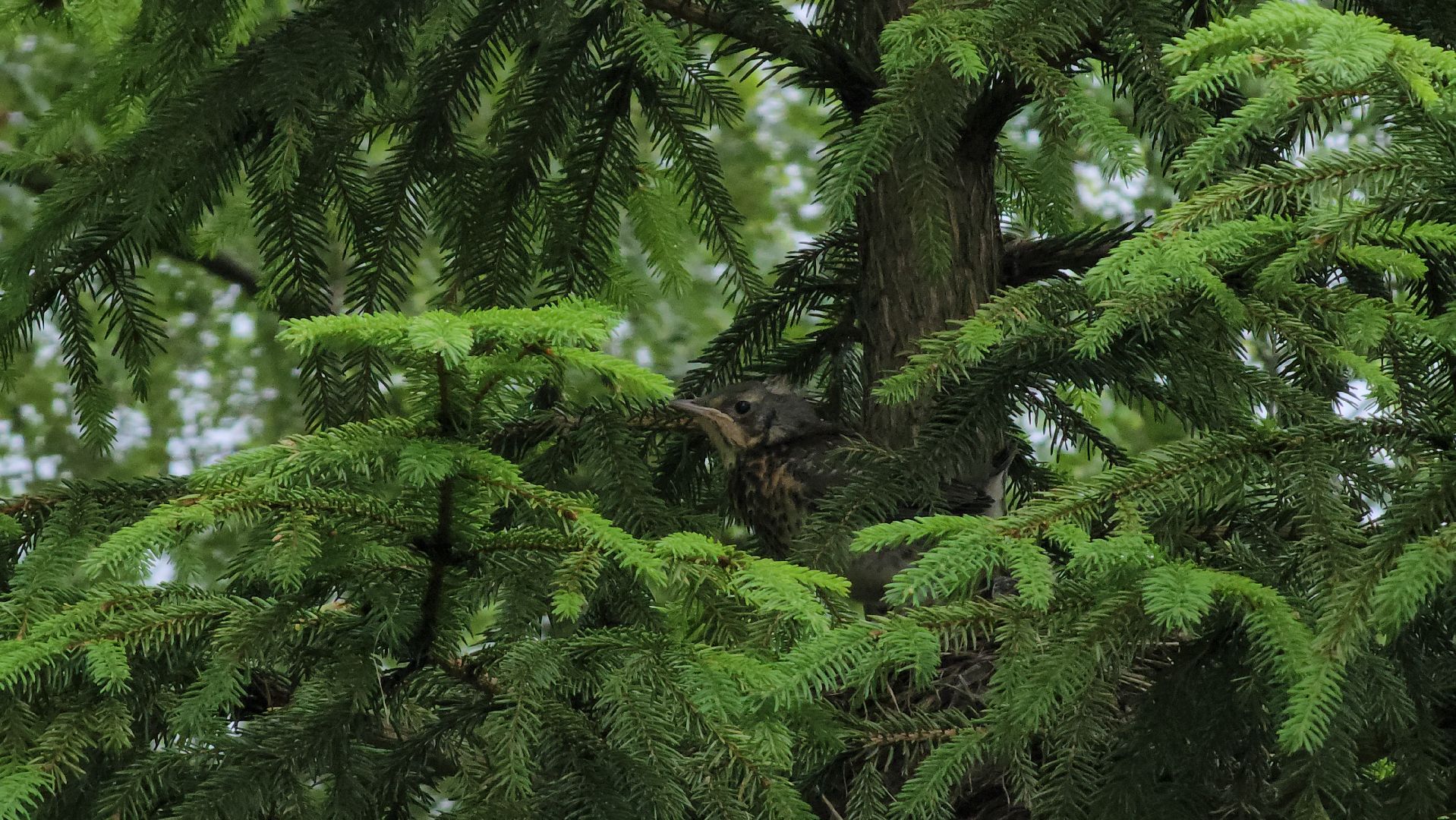 ступино, парки подмосковья, природа подмосковья,