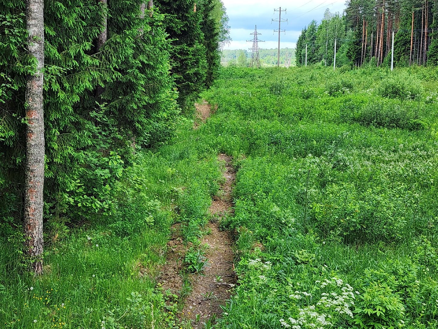 волоколамск, природа, лес, пожары, охрана, профилактика, пожарная безопасность,