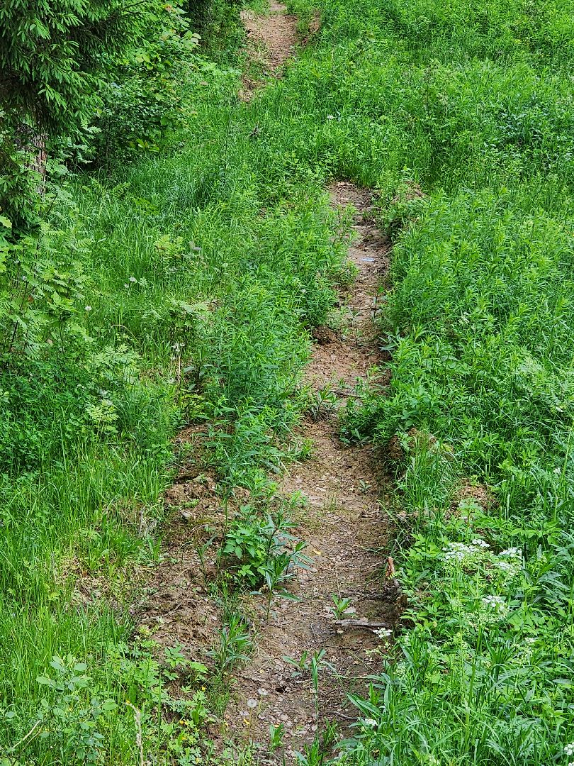 волоколамск, природа, лес, пожары, охрана, профилактика, пожарная безопасность,