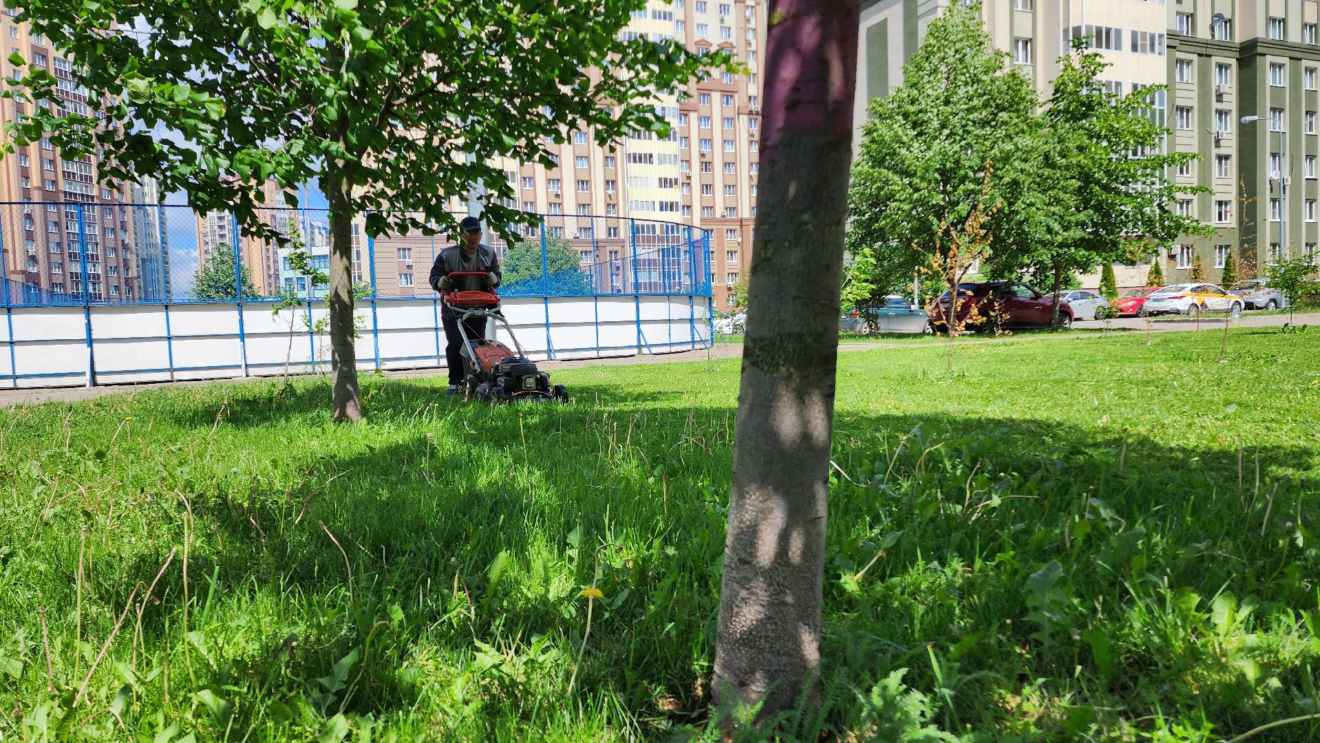 Домодедово, Подмосковье, Благоустройство, управляющая компания, Сезонные работы, газон, Трава, Озеленение,