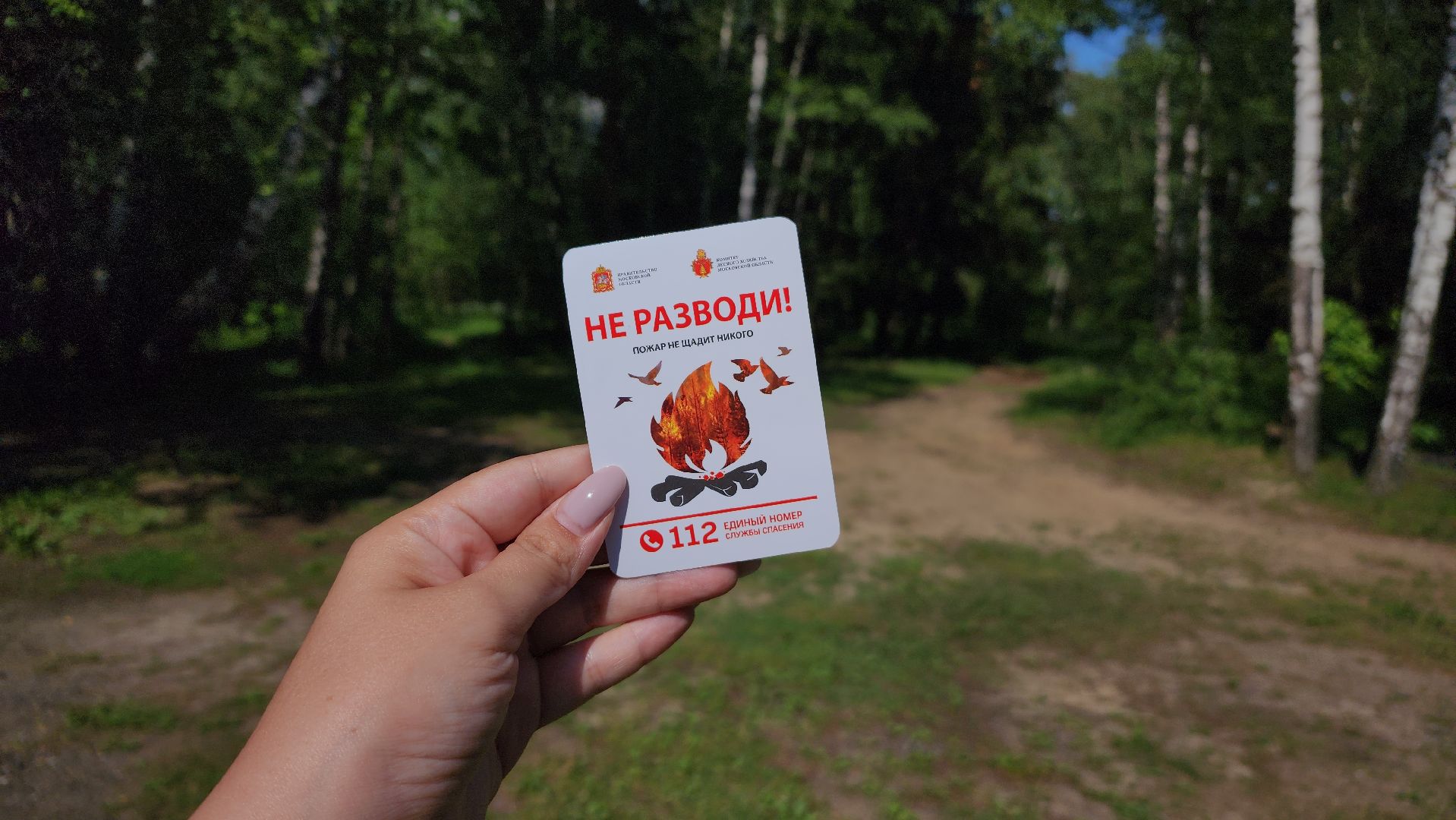 лес, пожарная безопасность, Лосино-Петровский,