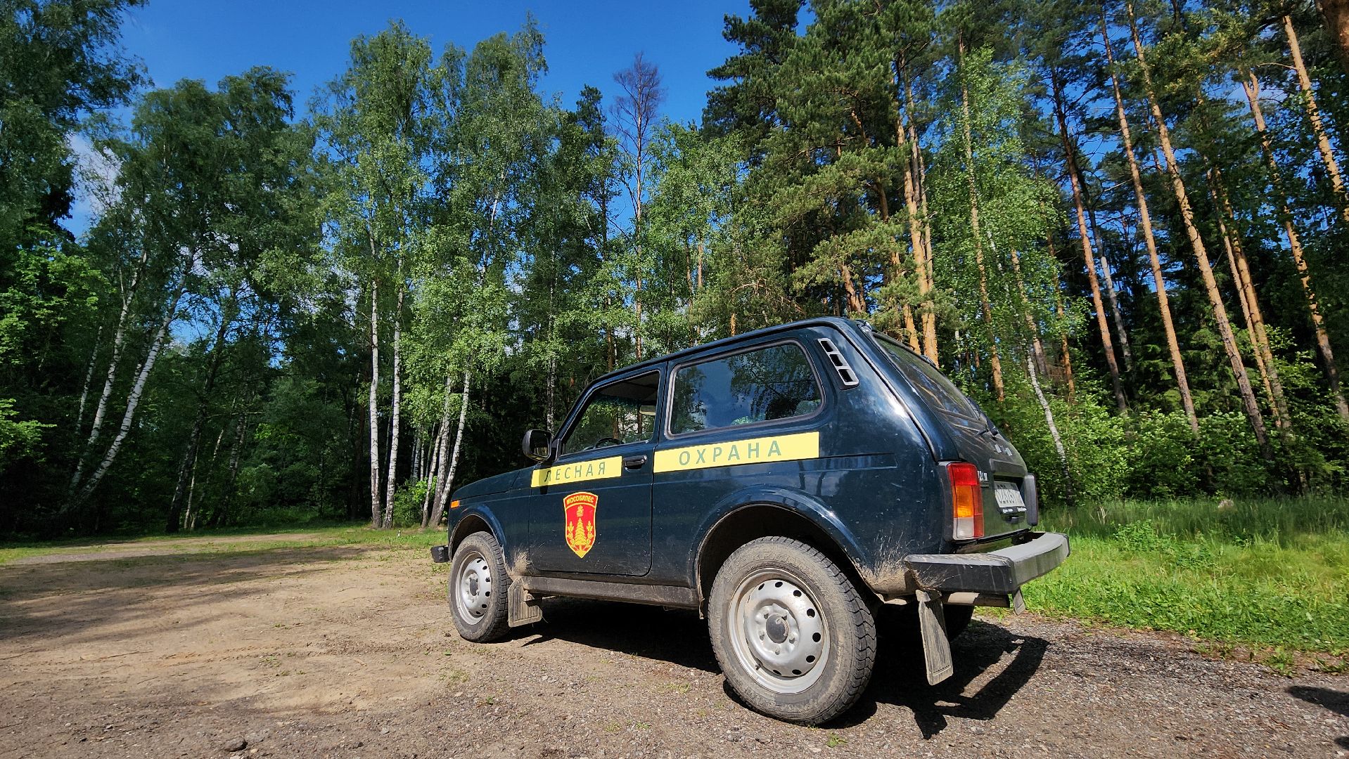 лес, пожарная безопасность, Лосино-Петровский,