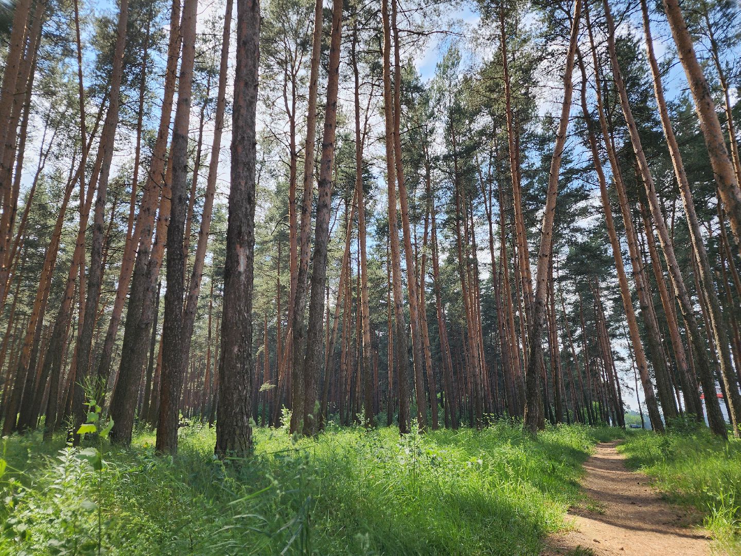 лес, пожарная безопасность, Лосино-Петровский,