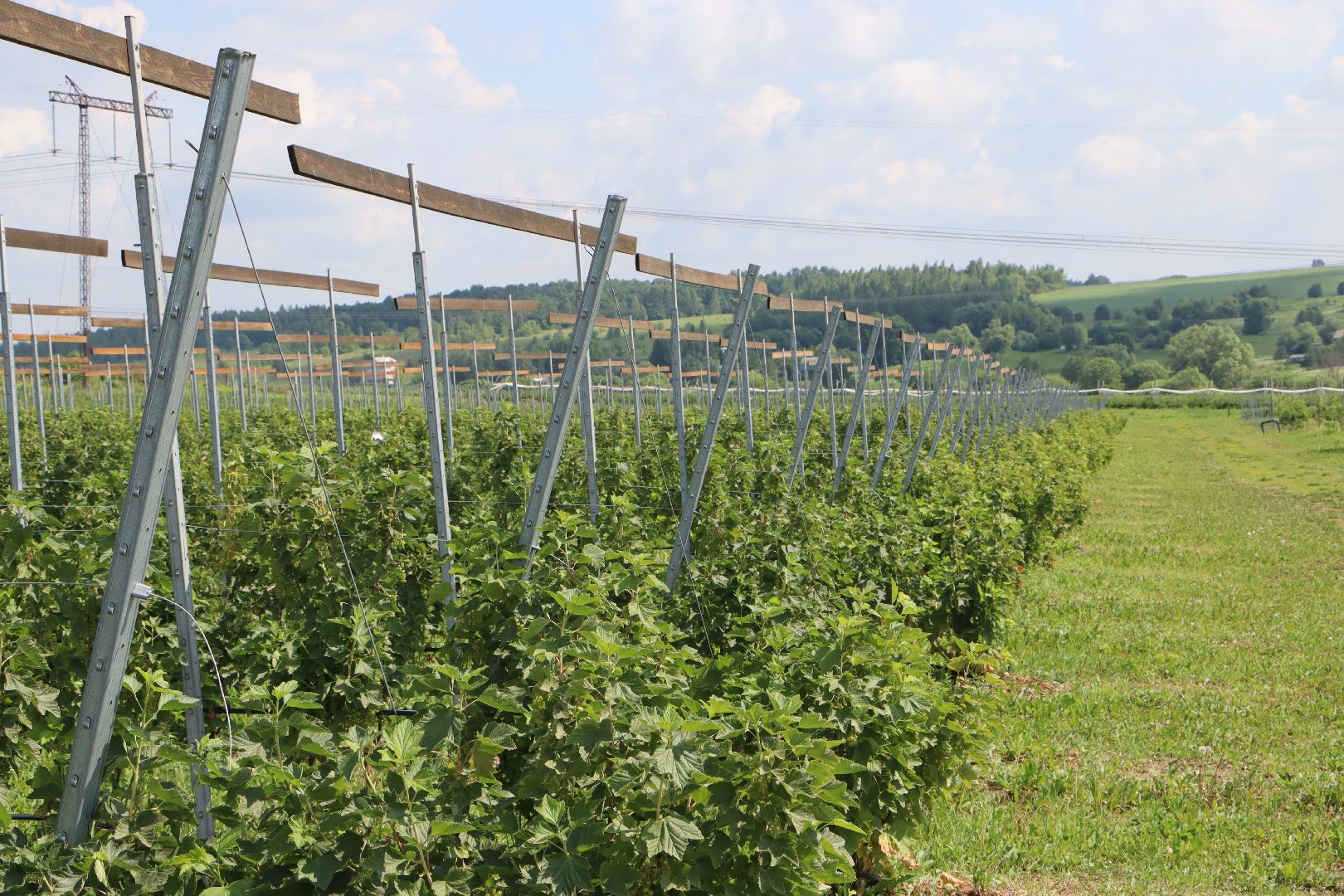 Сельское хозяйство, Серебряные Пруды, деревня Серково, Ягодная ферма, питомник, голубика, рододендрон,