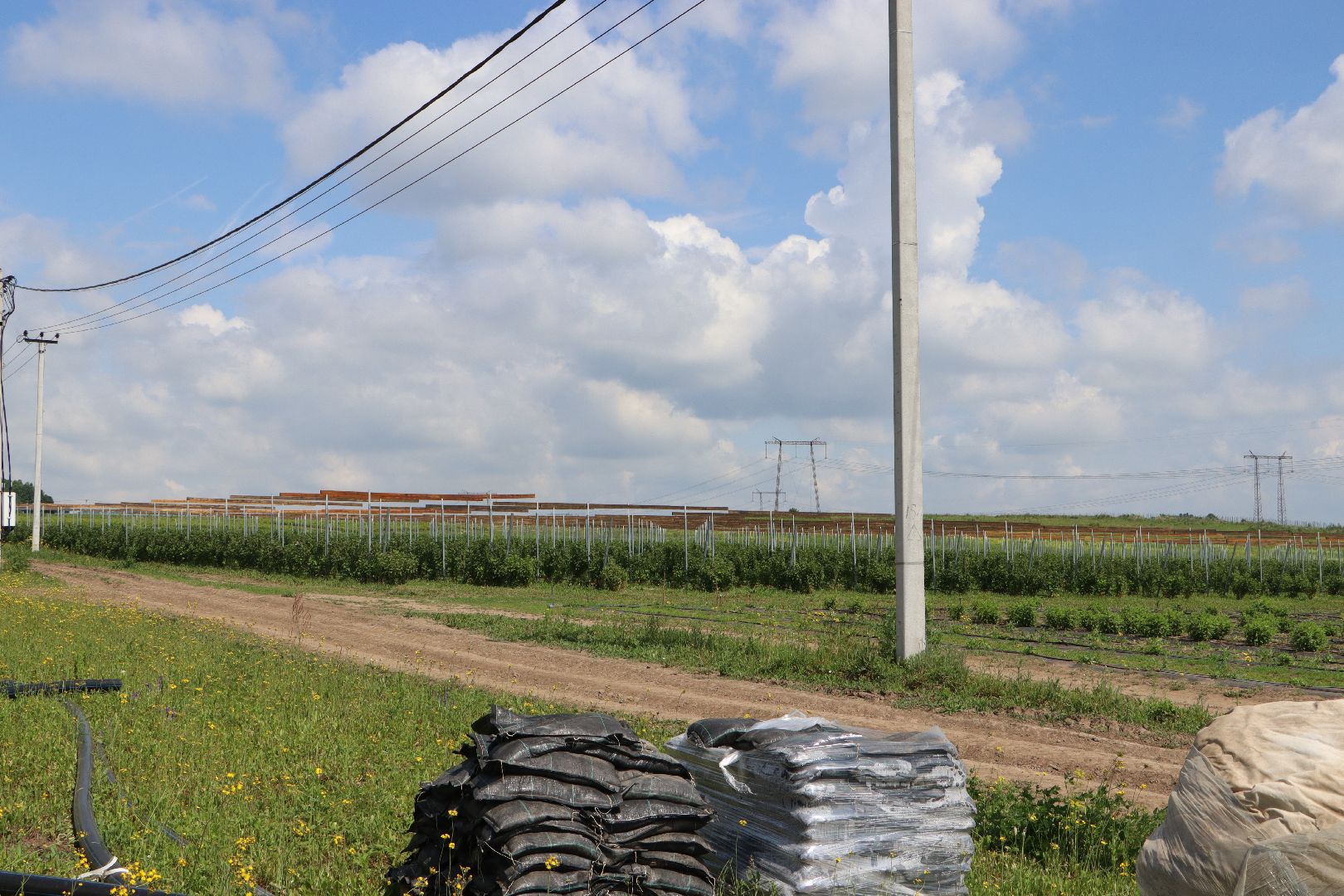 Сельское хозяйство, Серебряные Пруды, деревня Серково, Ягодная ферма, питомник, голубика, рододендрон,