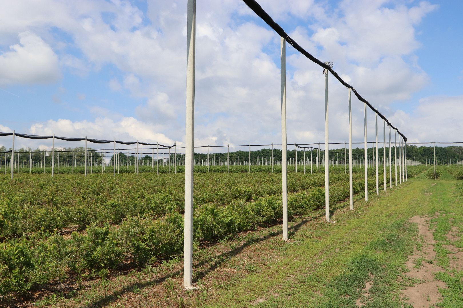Сельское хозяйство, Серебряные Пруды, деревня Серково, Ягодная ферма, питомник, голубика, рододендрон,