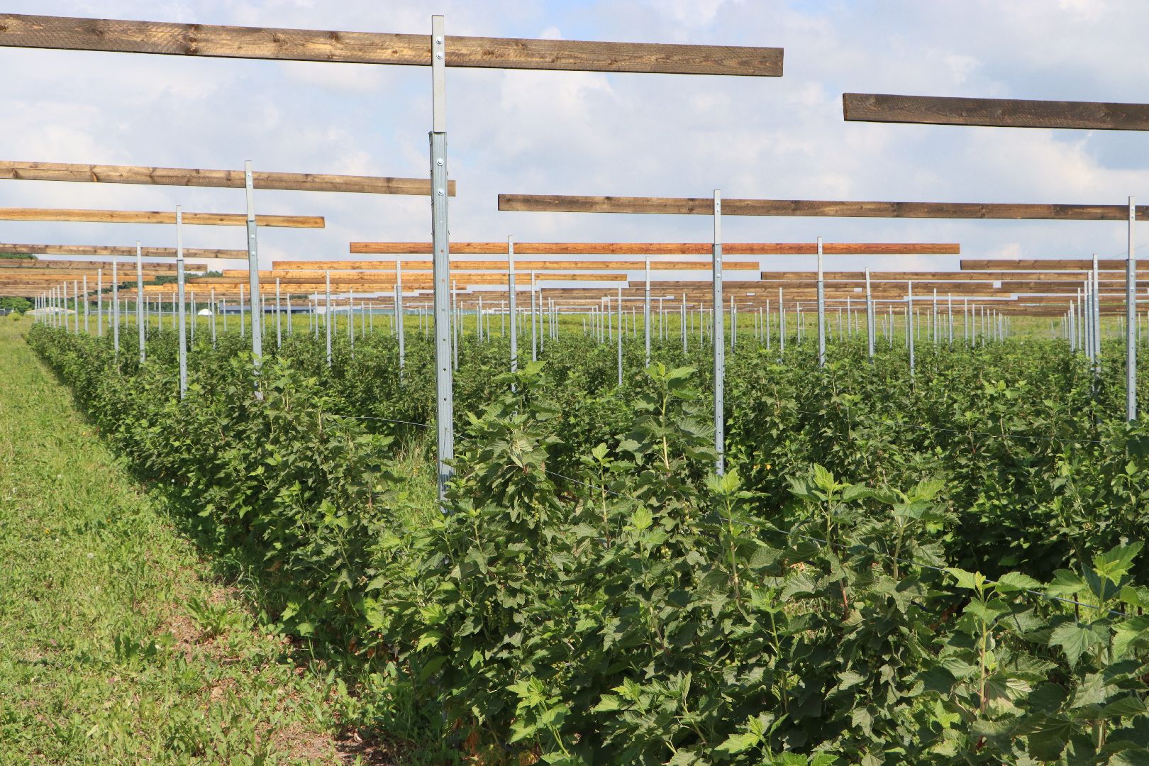 Сельское хозяйство, Серебряные Пруды, деревня Серково, Ягодная ферма, питомник, голубика, рододендрон,